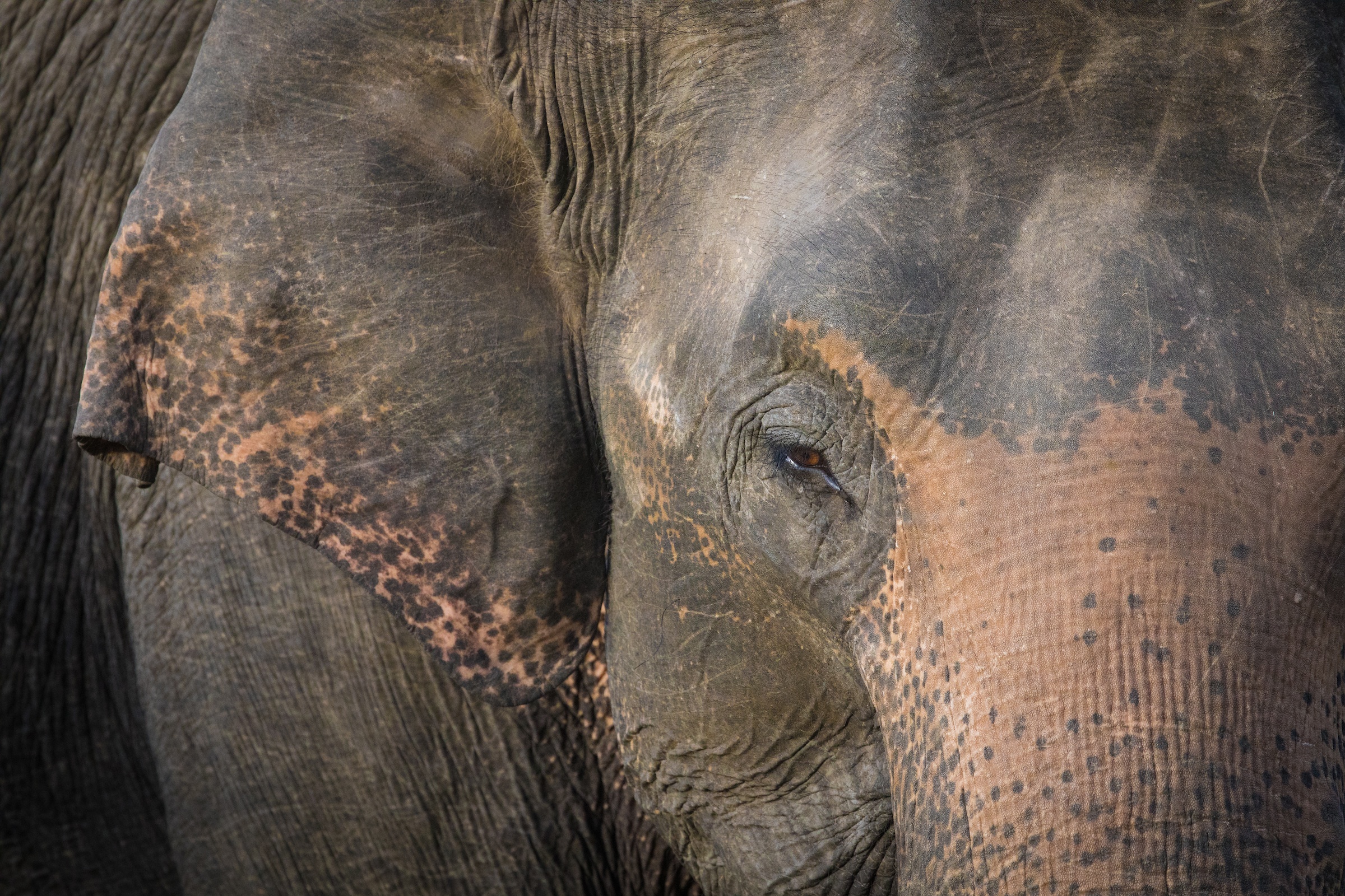 The face of an Asian Elephant at Minneriya