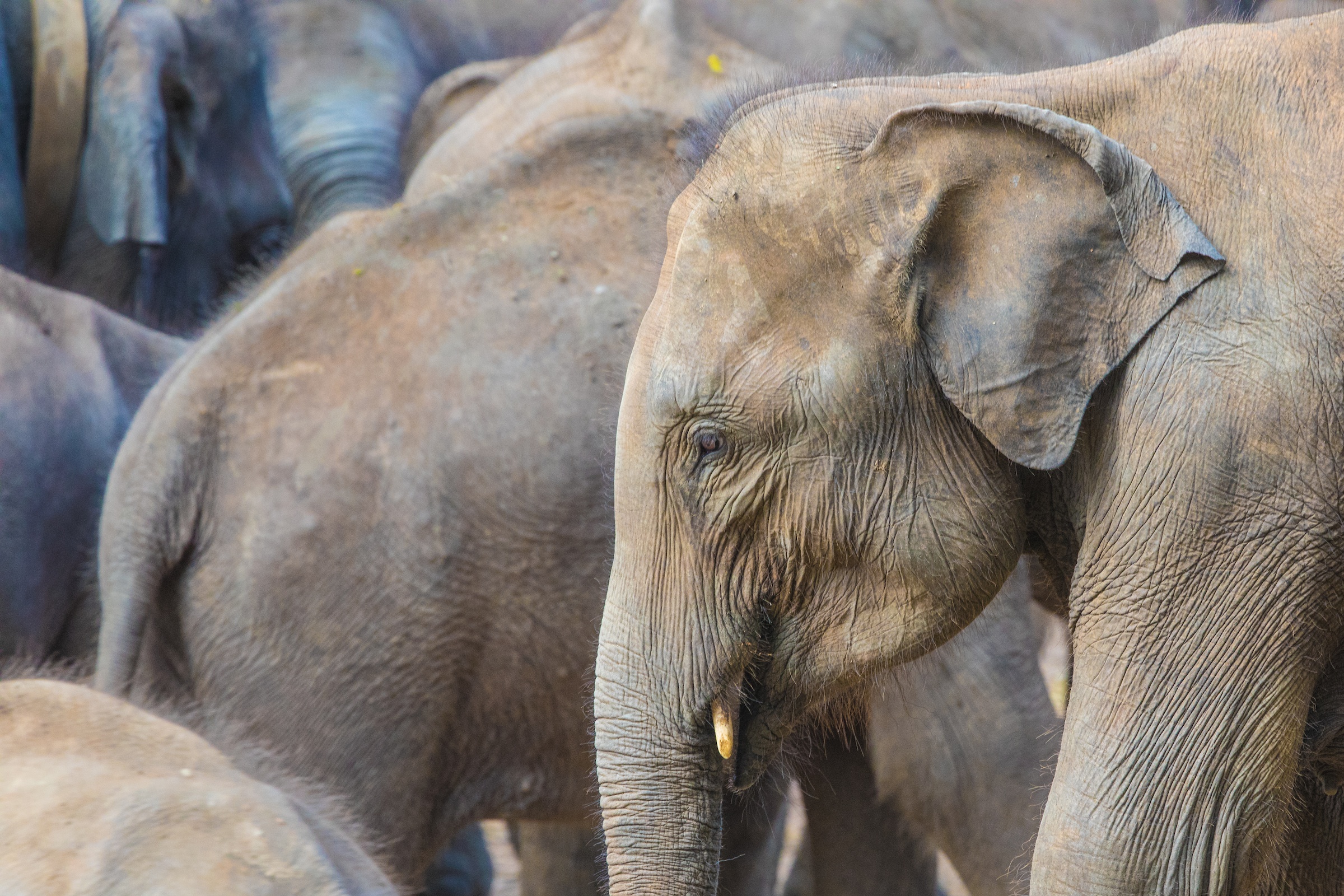 A herd of Asian elephants in Minneriya