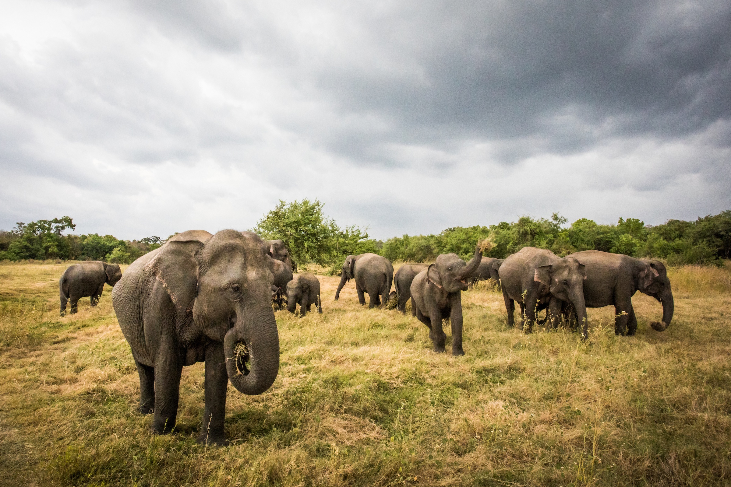A herd of Asian elephants on a storm front in Minneriya