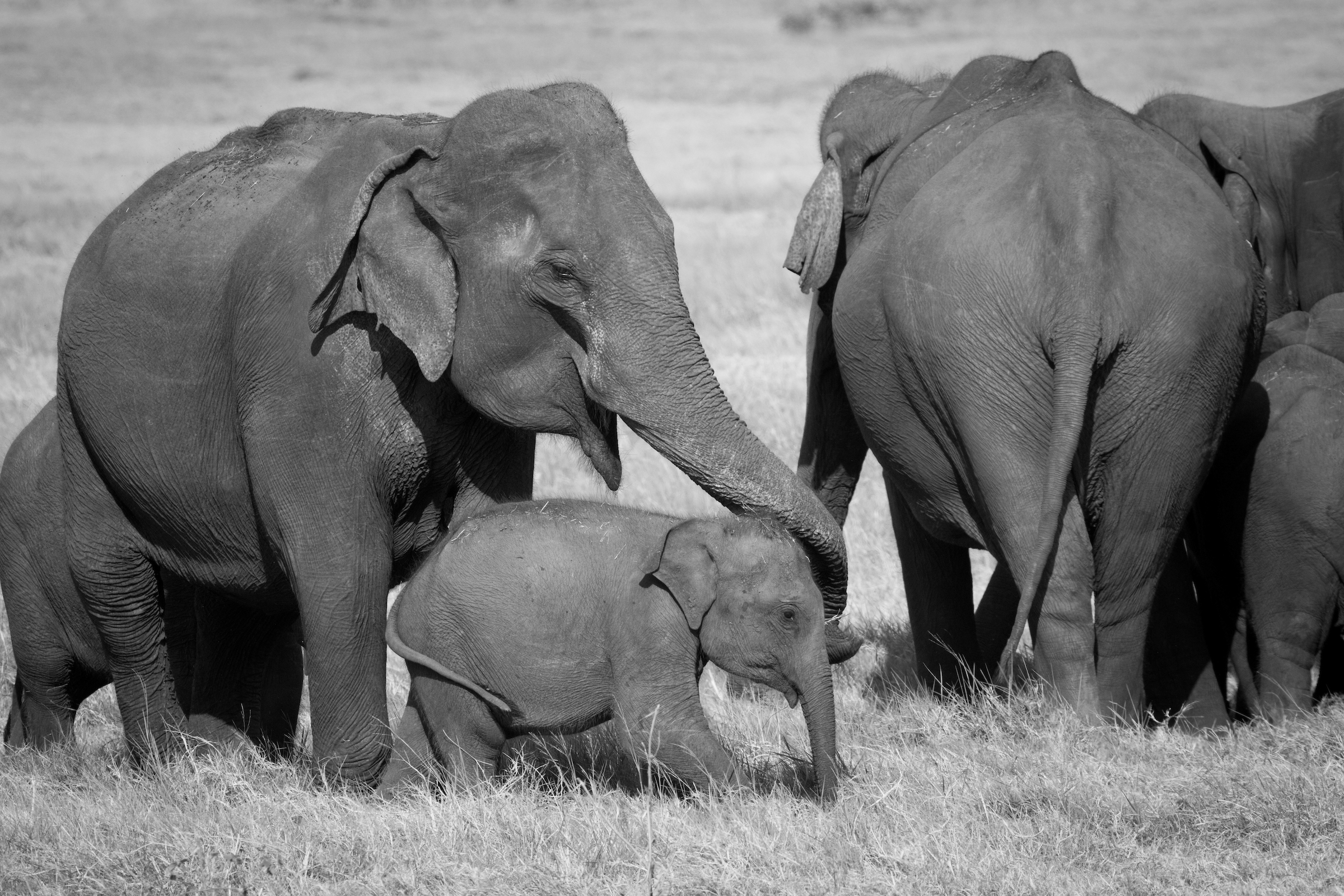 Asian Elephant family in Minneriya