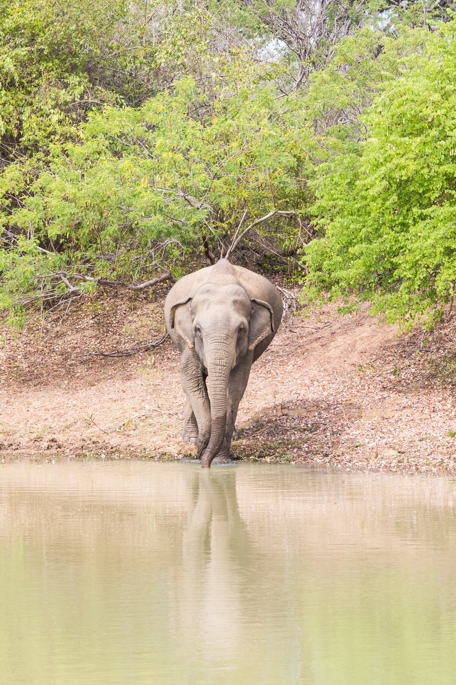 Asian elephant reflection in Yala