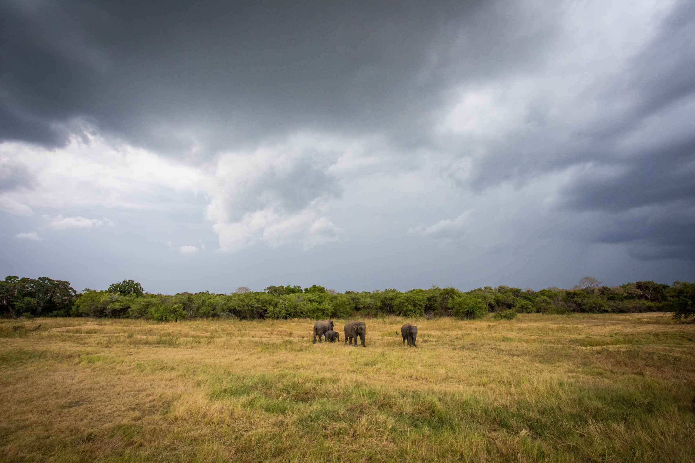Storm approaching at Minneriya
