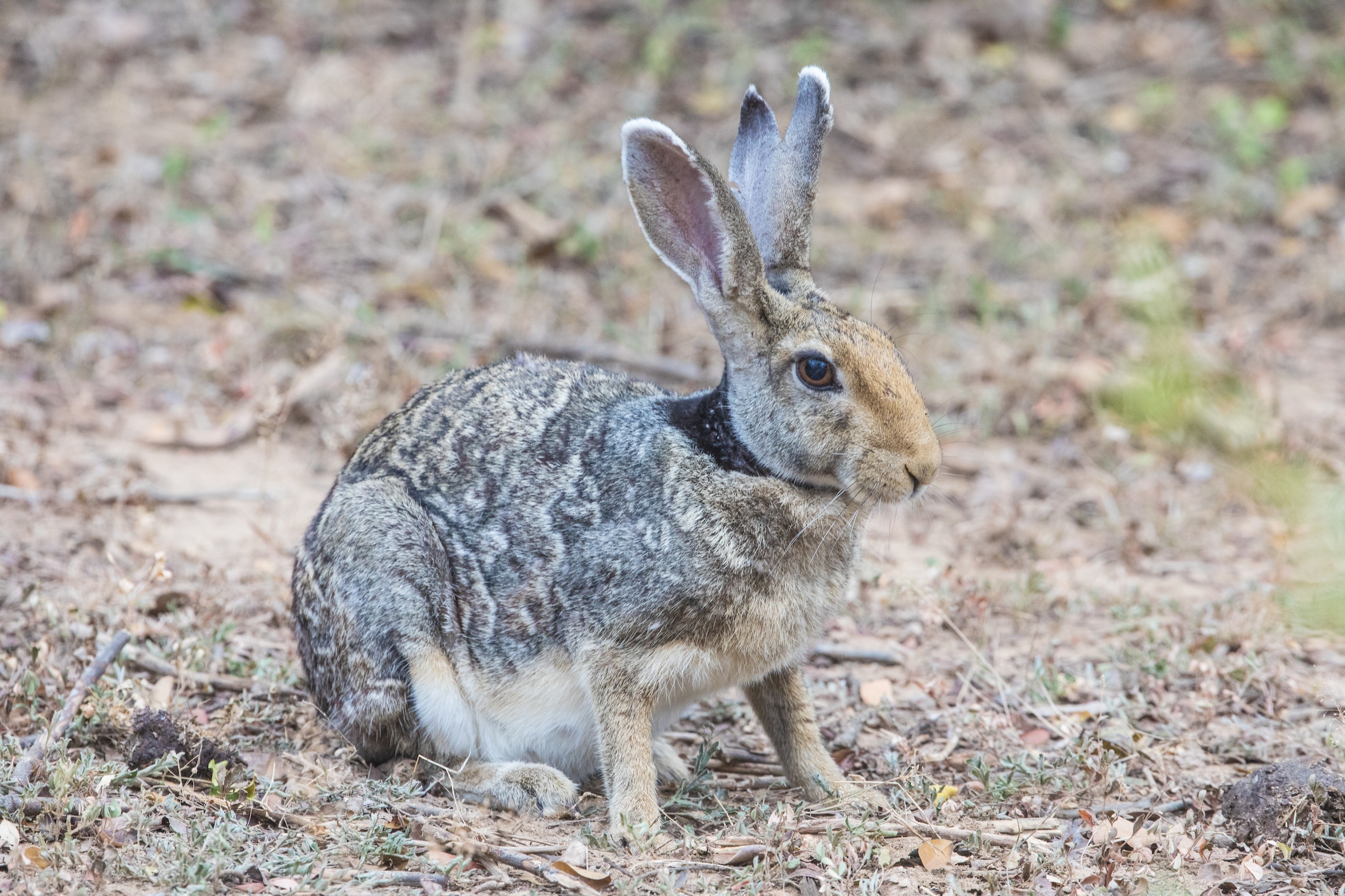 Black-naped Hares are a common sight around Yala