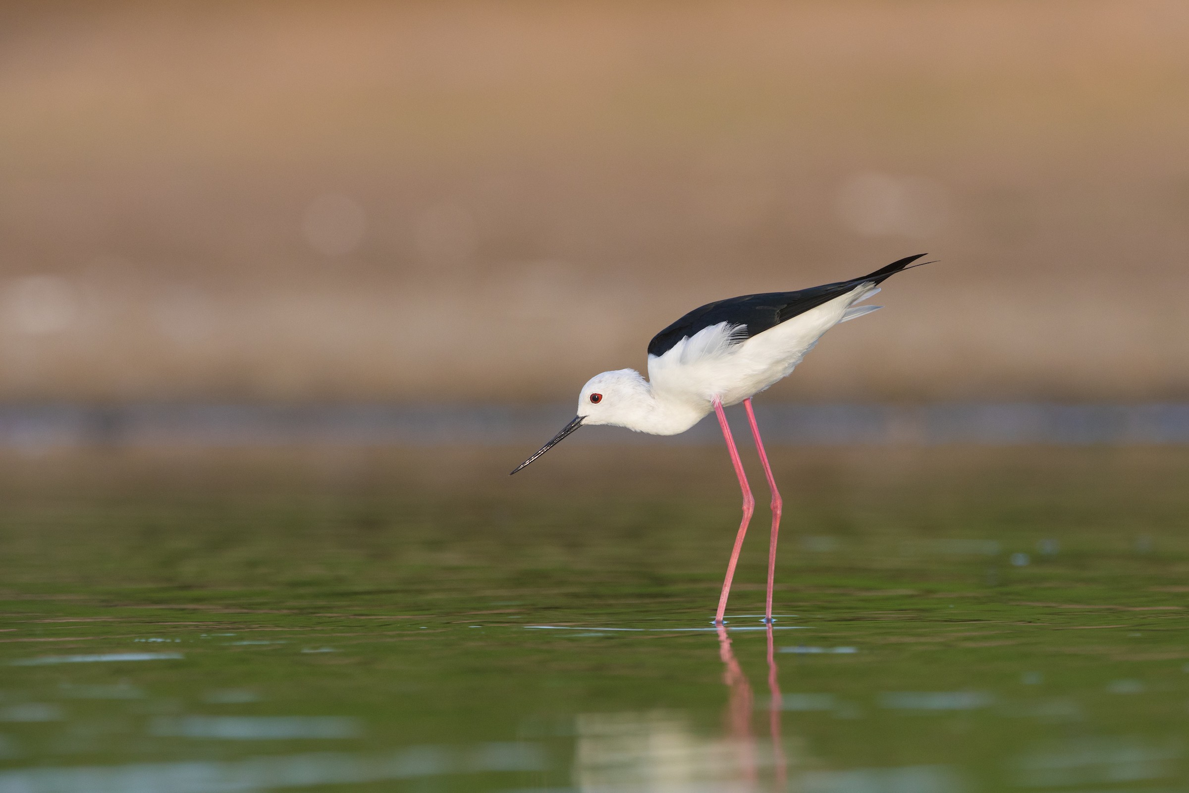 Dainty Black-winged Stilt in the wetlands near Yala