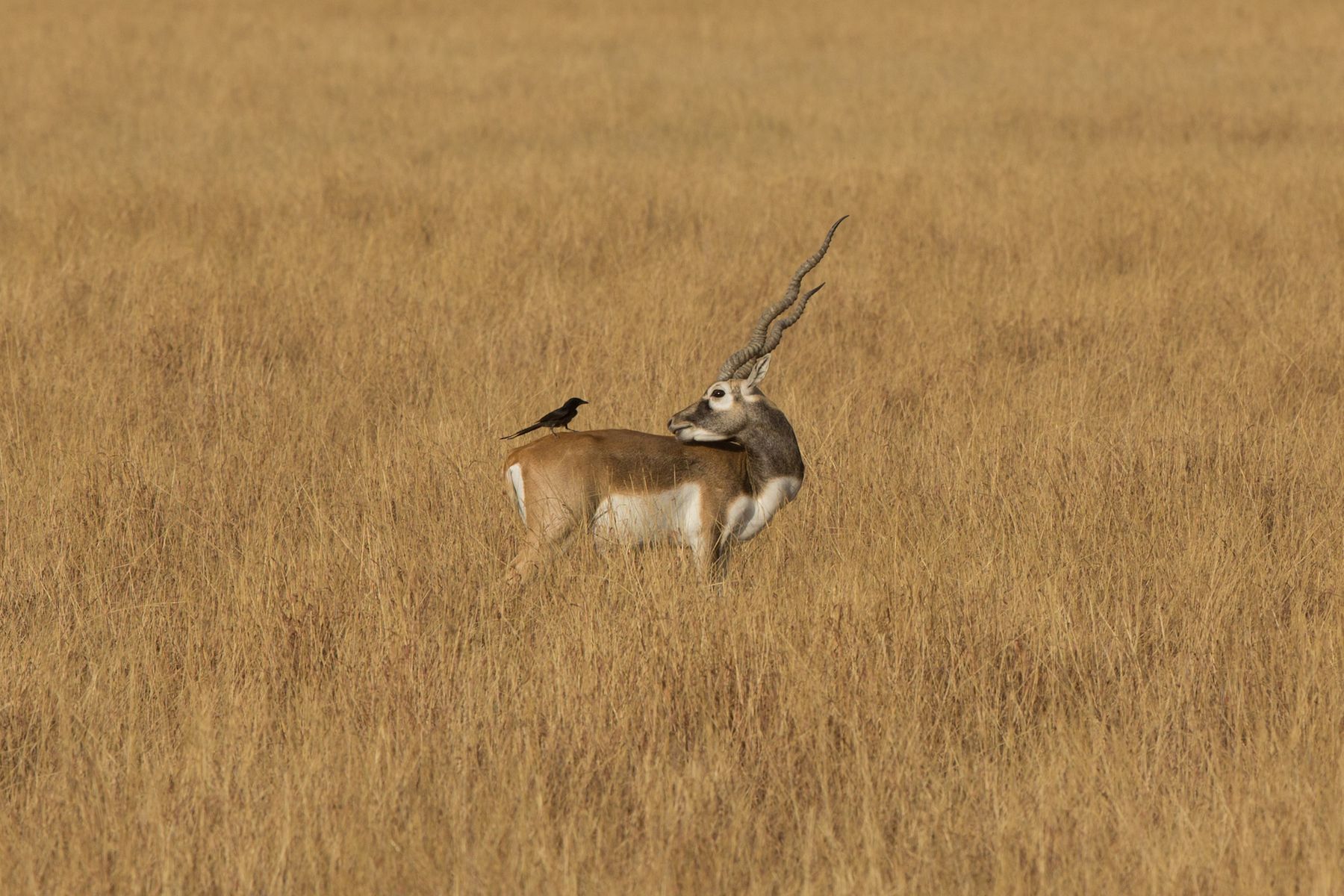 A young Blackbuck peers at a Black Drongo that has landed on its back, Velavadar, Gujarat
