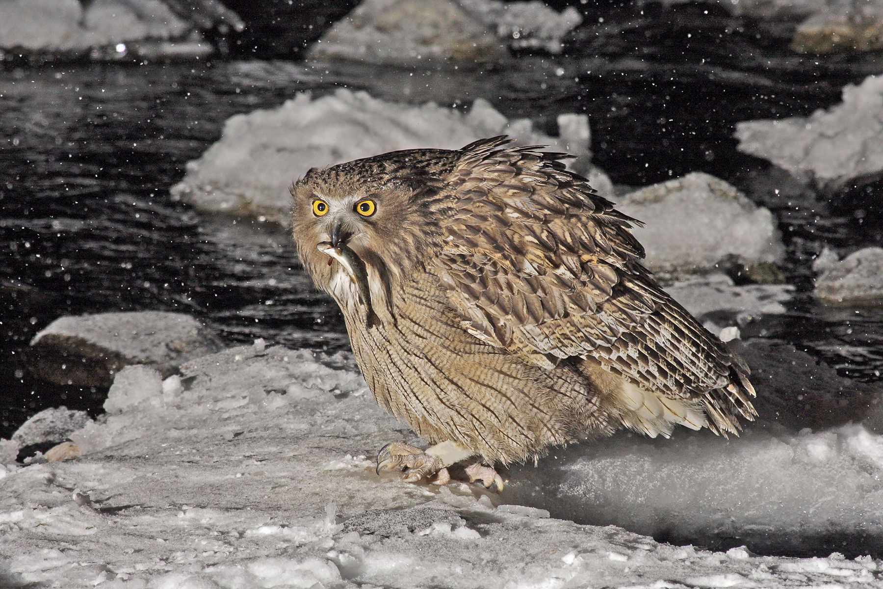 A Blakiston's Fish Owl, the largest owl in the world, with its fish dinner, in northern Japan