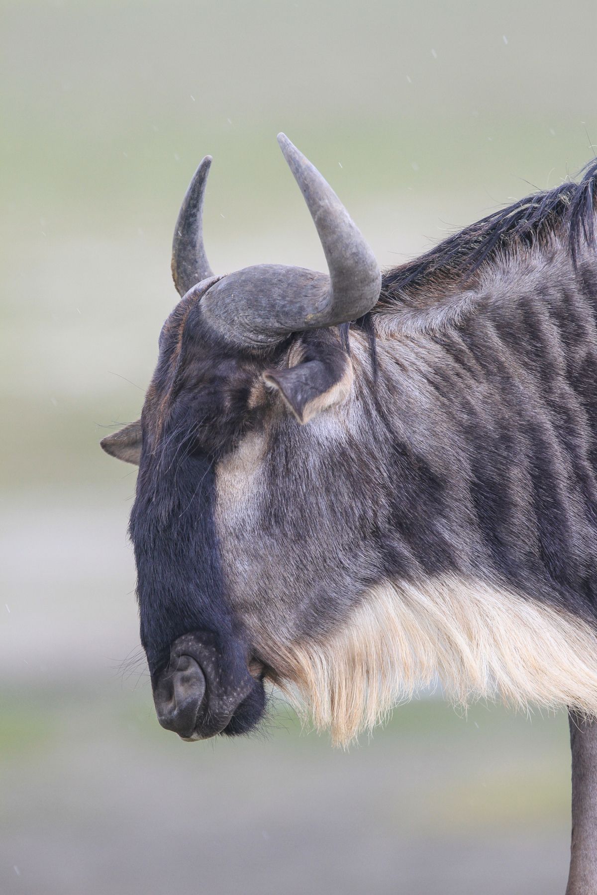 The wildebeest often look brown, but in certain lights the bluish colouration comes to the fore