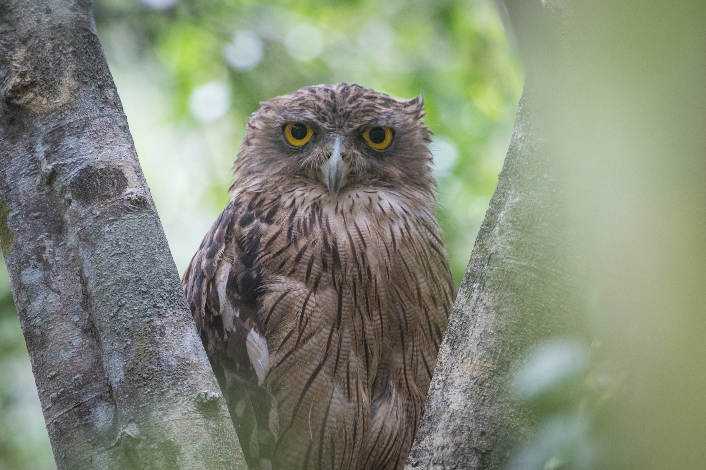 Brown Fish Owl