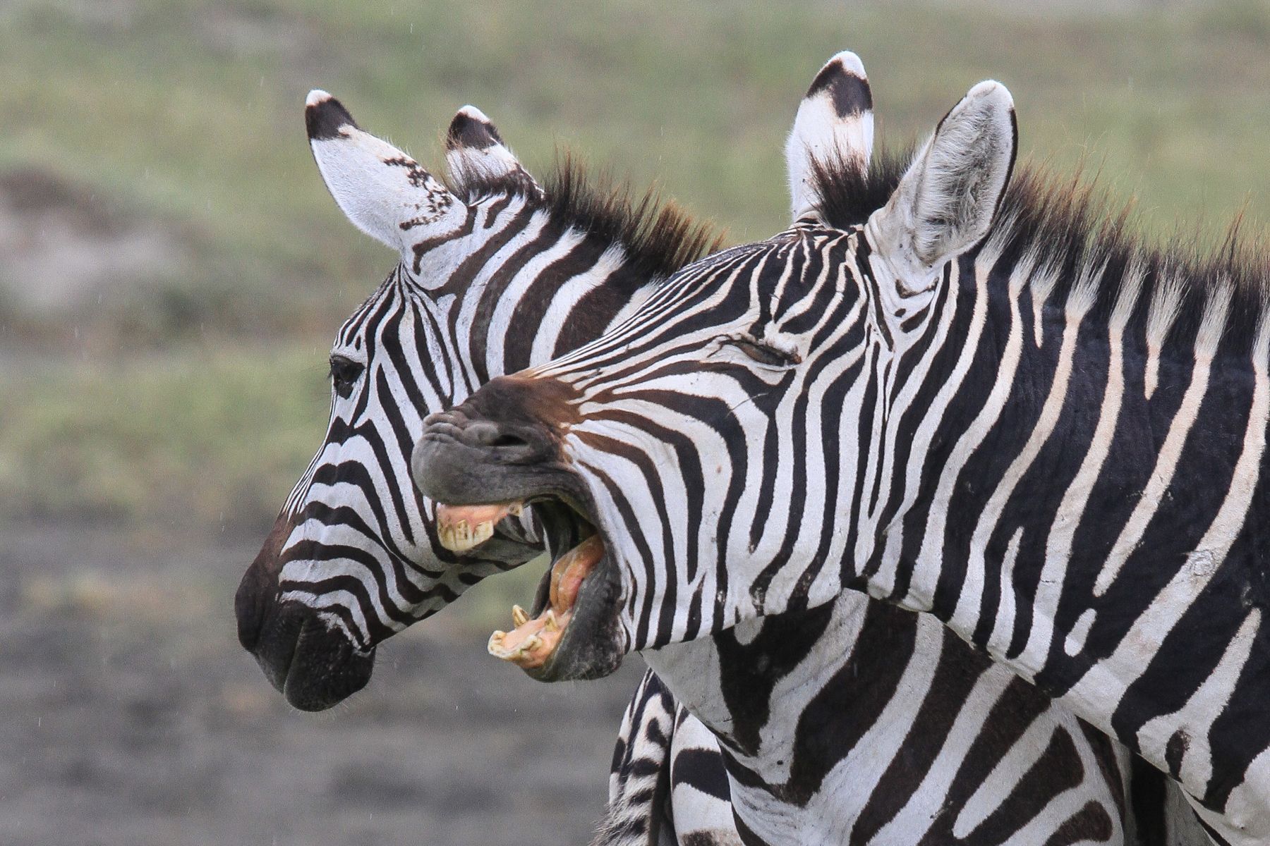 Burchell's Zebras are constantly bickering: Photography tours by Mark Beaman