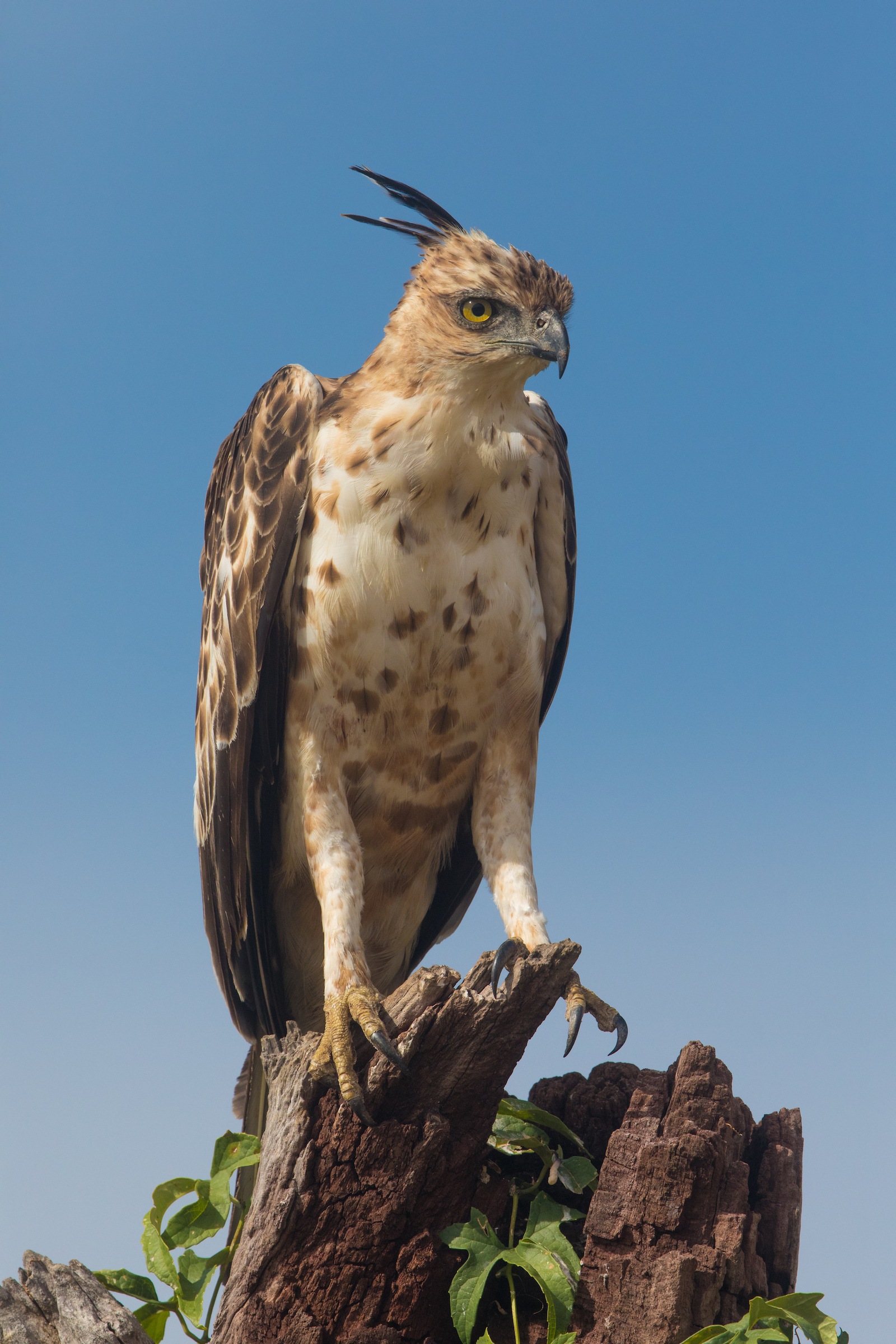 Changeable Hawk Eagles are great for bird photography in Sri Lanka