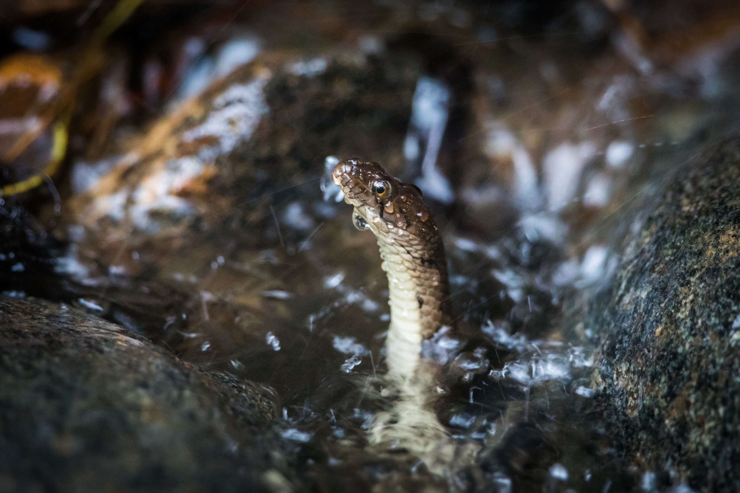 A Checkered Keelback at the base of a waterfall in Sinharaja