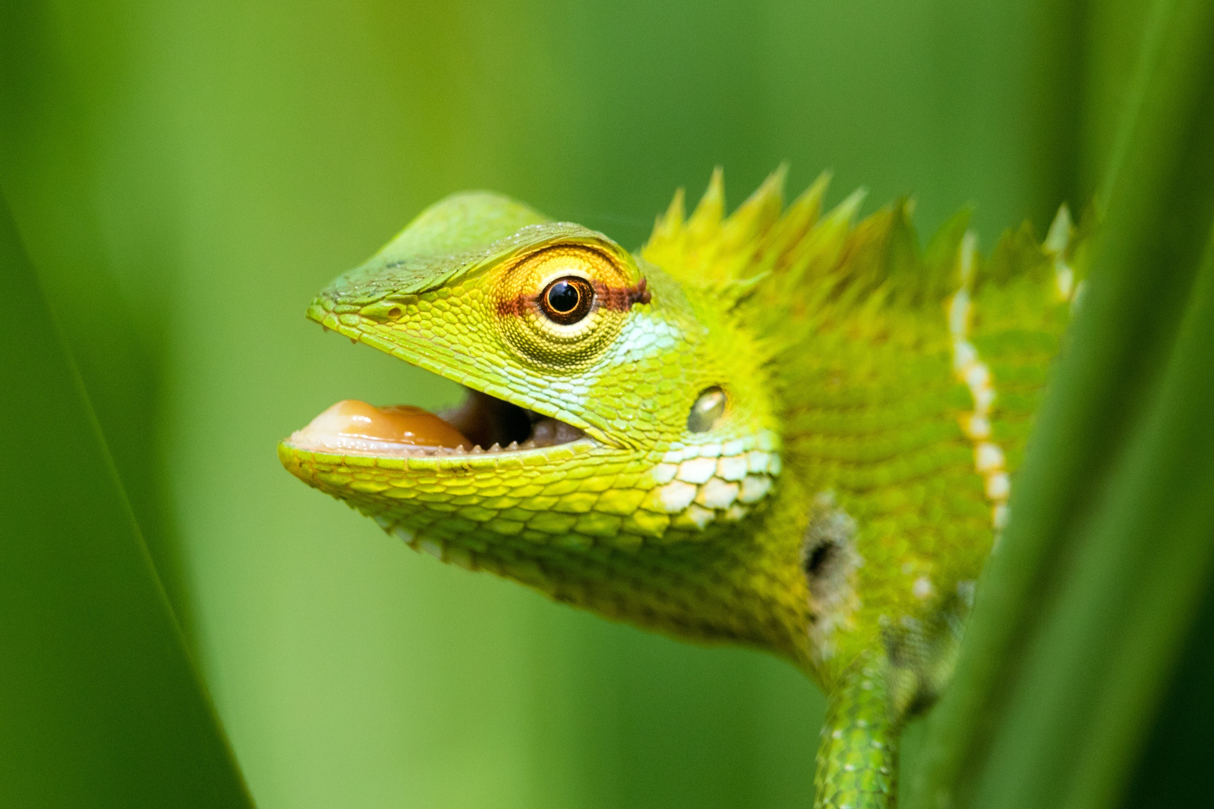 Common Green Lizards are very photogenic in Sri Lanka