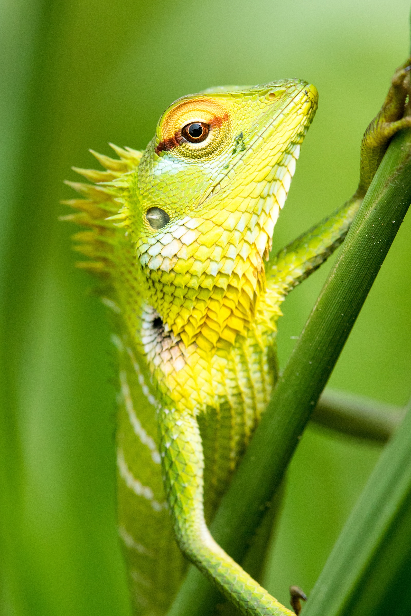 Curious Common Green Lizard on the roadside in Sri Lanka