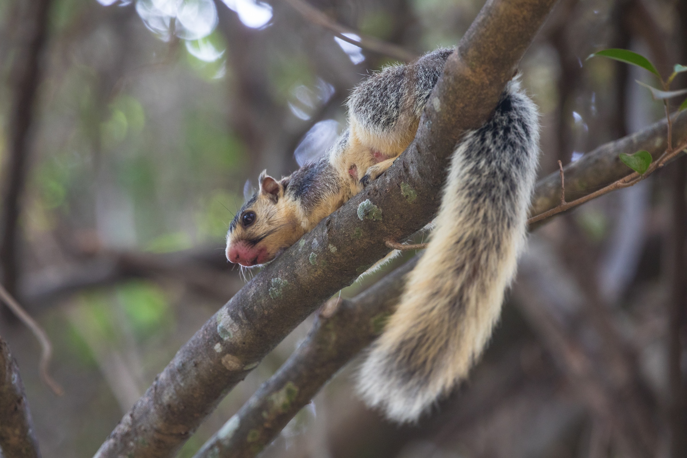 Giant Tree Squirrels can sometimes be seen high in the treetops of Sri Lanka
