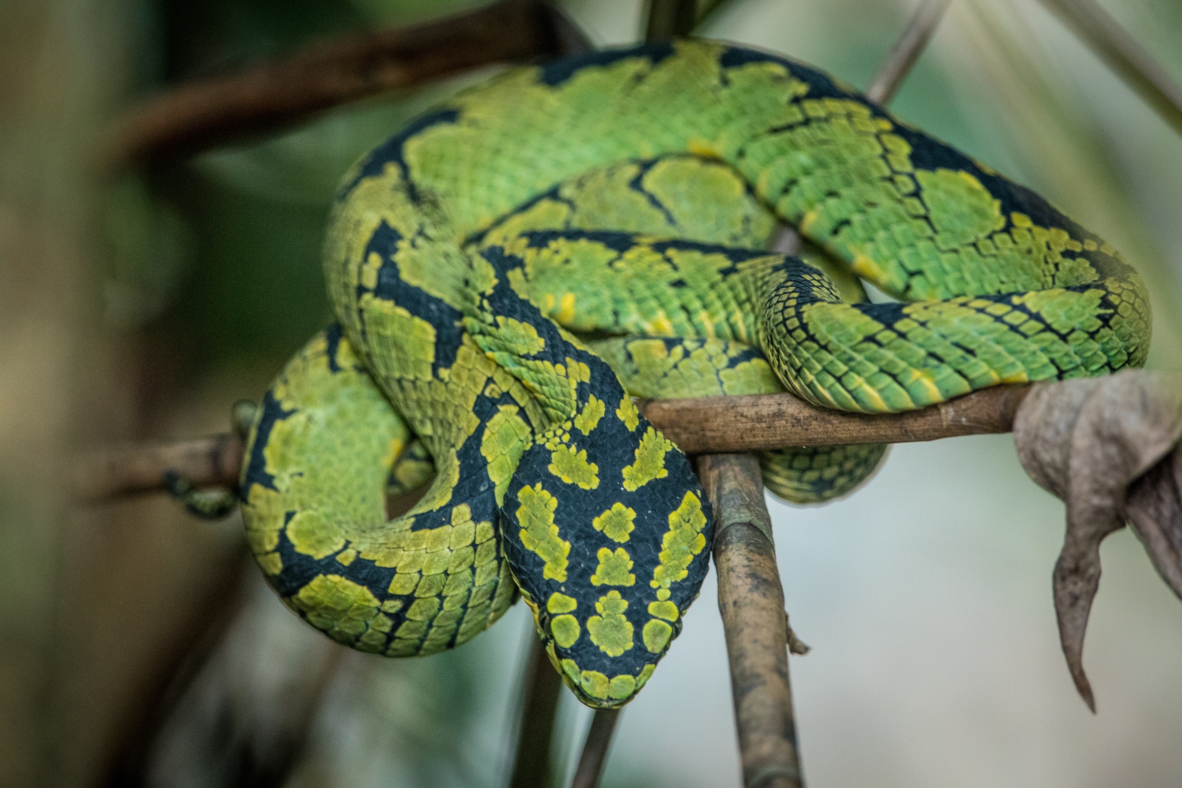 Green Pit Vipers are one of Sri Lanka's most beautiful snakes and sought after photography subjects