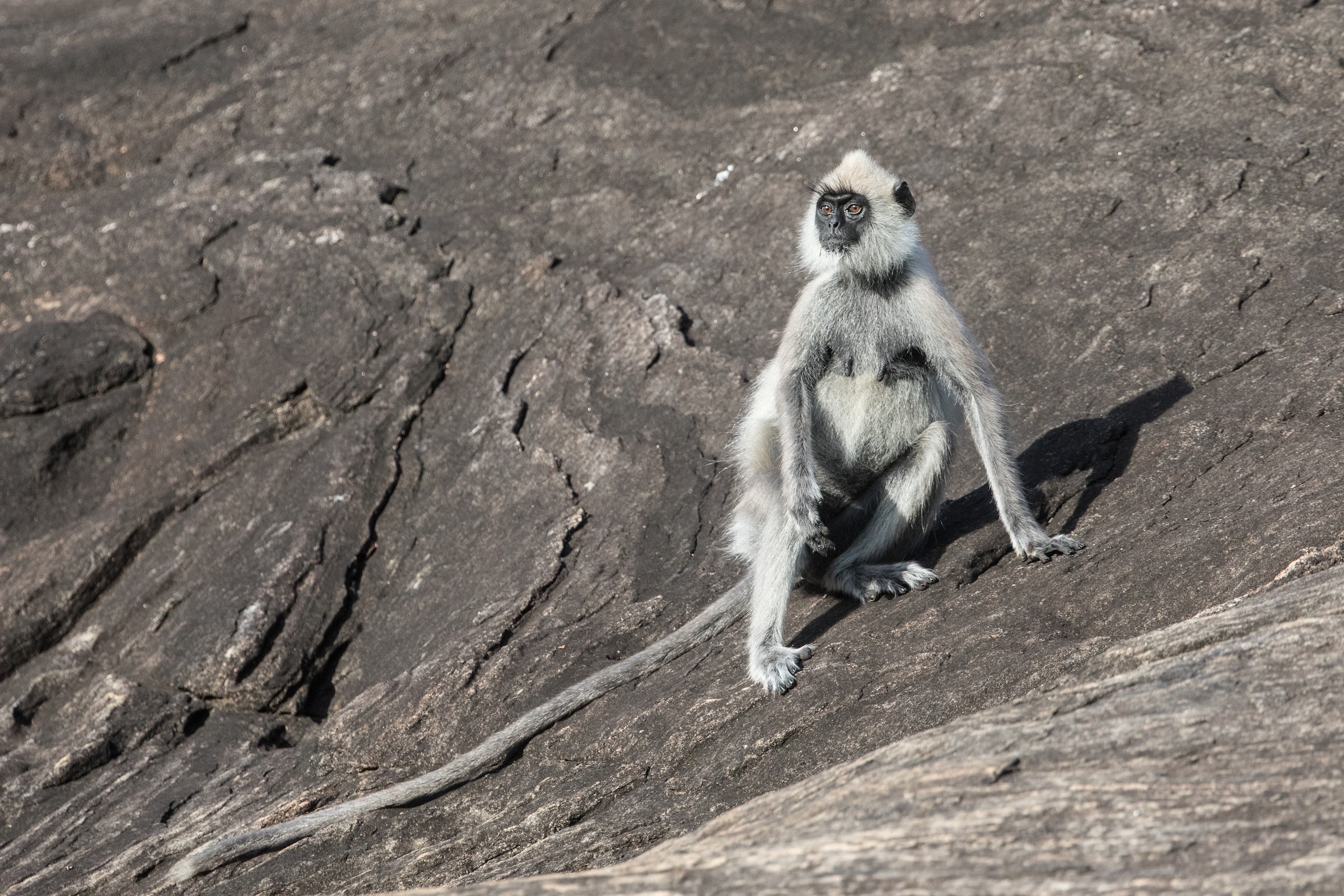 Grey Langur posing on a granite koppie in Yala