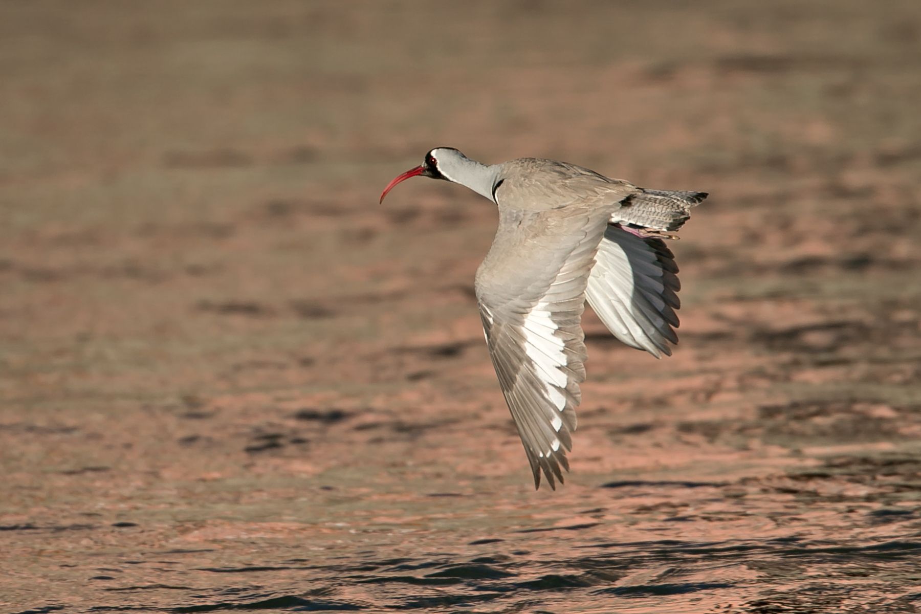 Ibisbill by Mike Watson during a Ladakh photography tour
