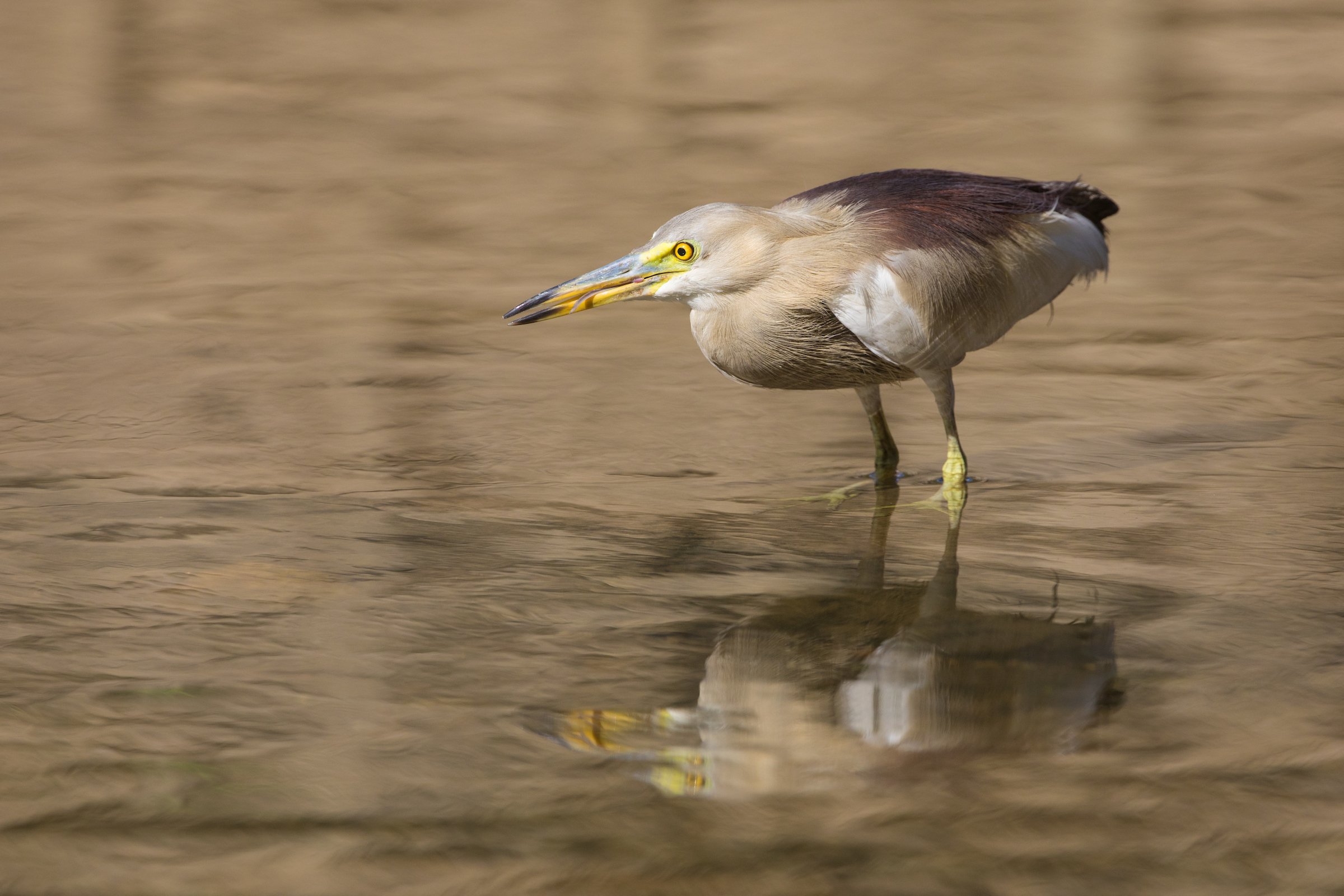 An Indian Pond Heron in the early morning light