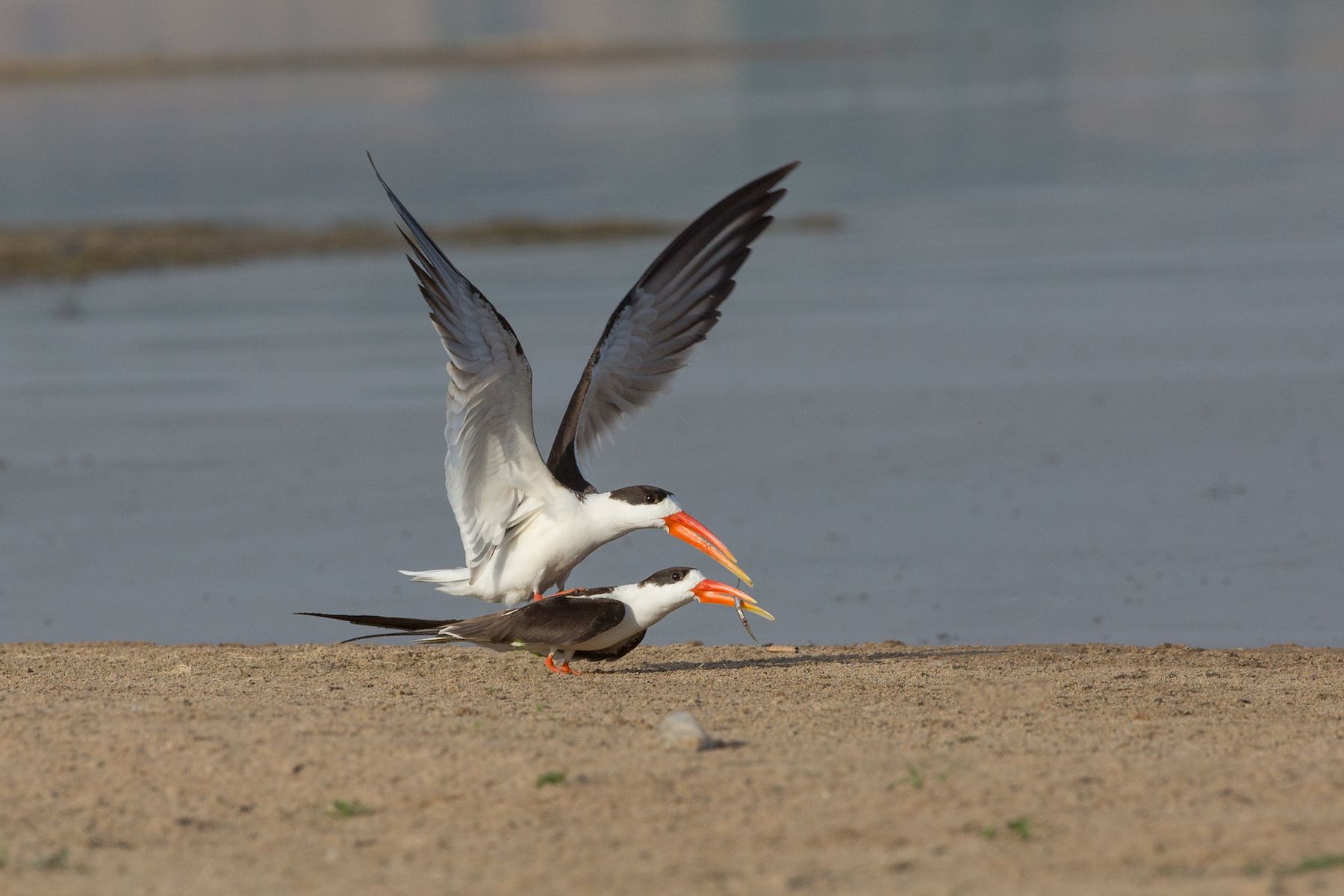 Indian Skimmers on an India photography tour by Inger Vandyke