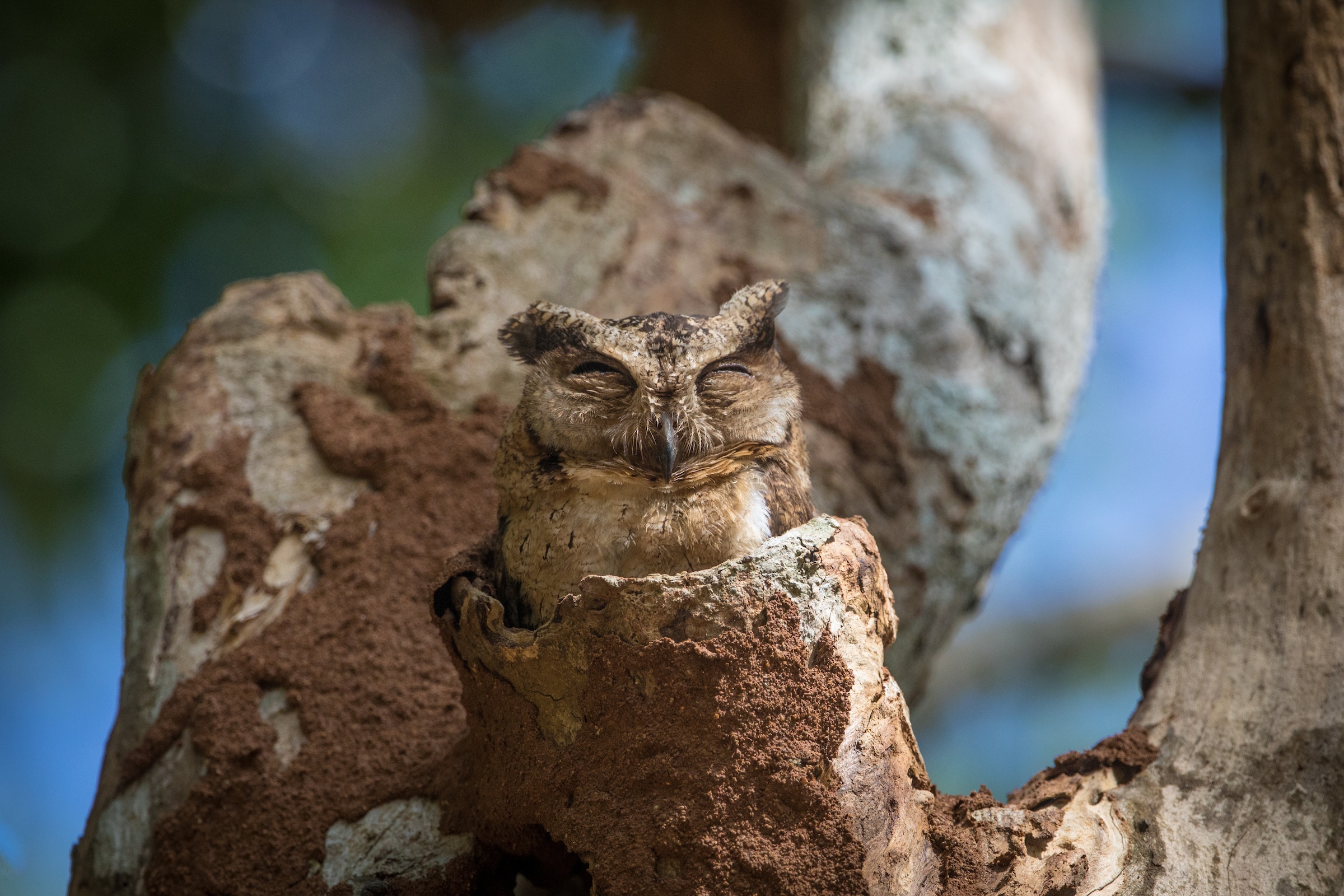 Indian Skops Owls camouflage well in their tree hollows in Sri Lanka