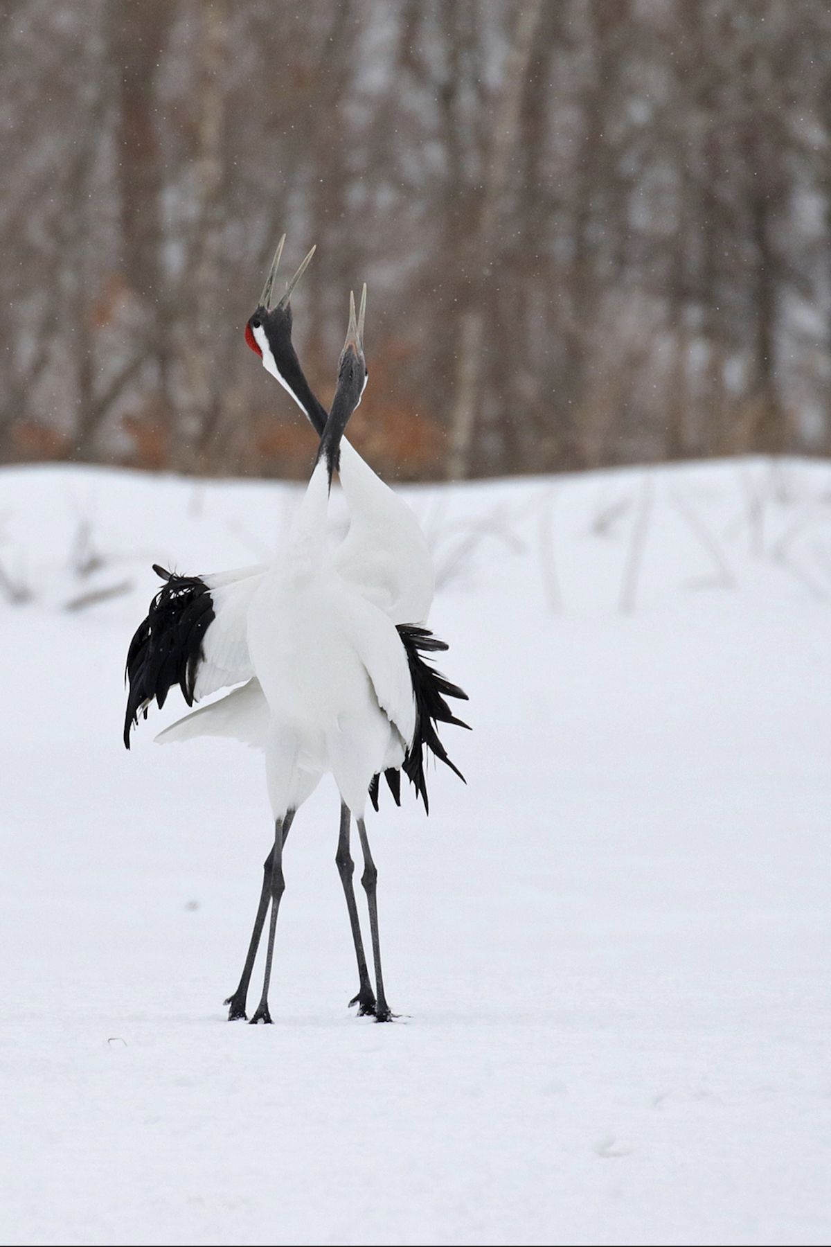 Beautiful dancing Japanese Cranes in the snows of Hokkaido