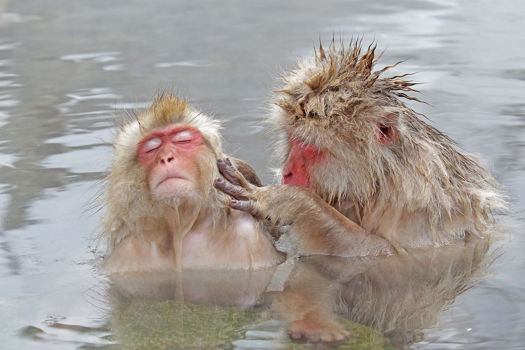 Japanese Macaques (Snow Monkeys) engaged in mutual grooming in Honshu, Japan