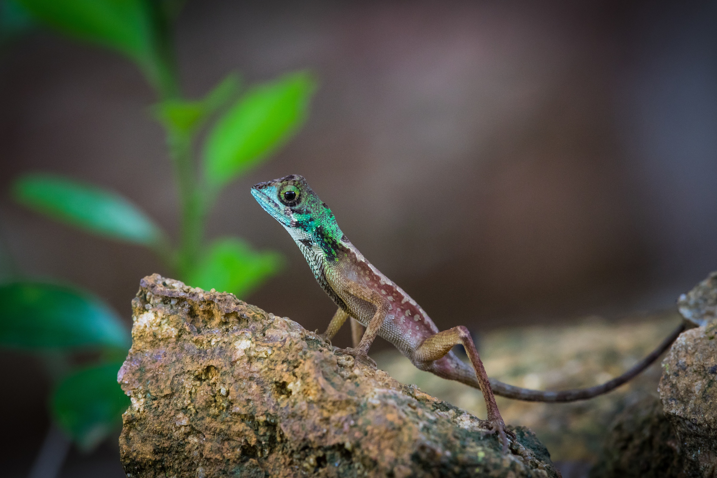 Male Kangaroo Lizard displaying in Sinharaja