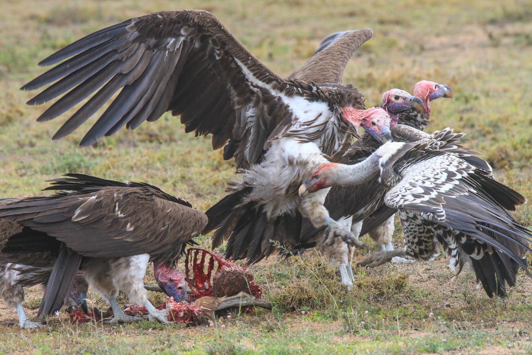 The Lappet-faced Vultures band together to discourage a smaller Rüppell's Vulture