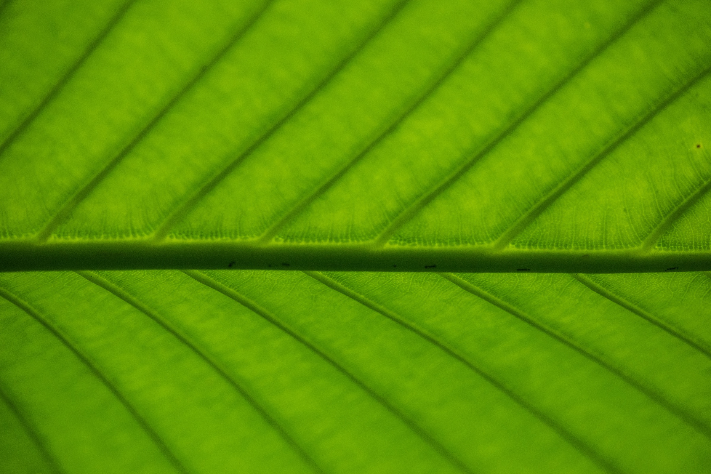 Leaf detail in Sinharaja