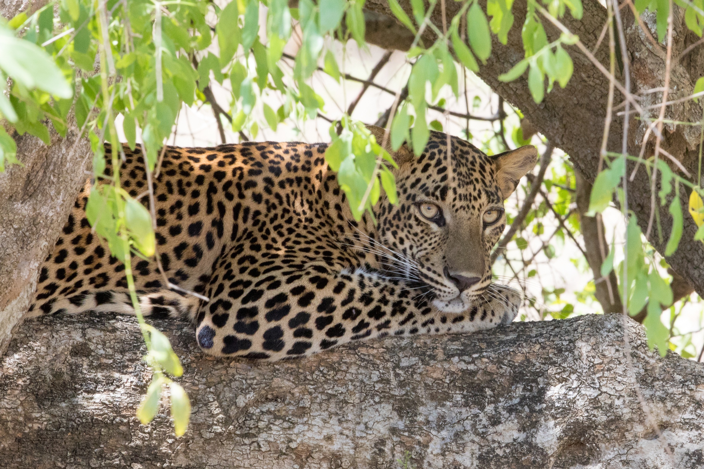 A shy leopard takes a midday sleep in Yala