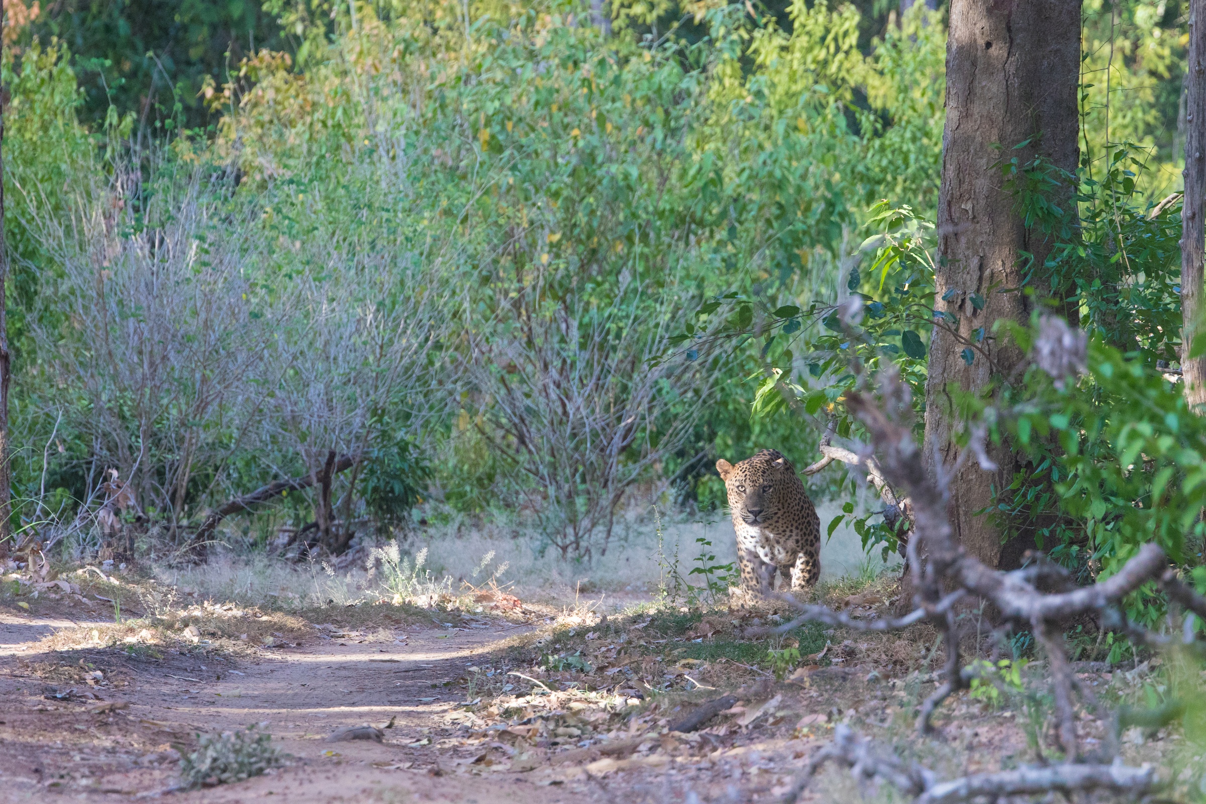 Leopard at dawn in Yala