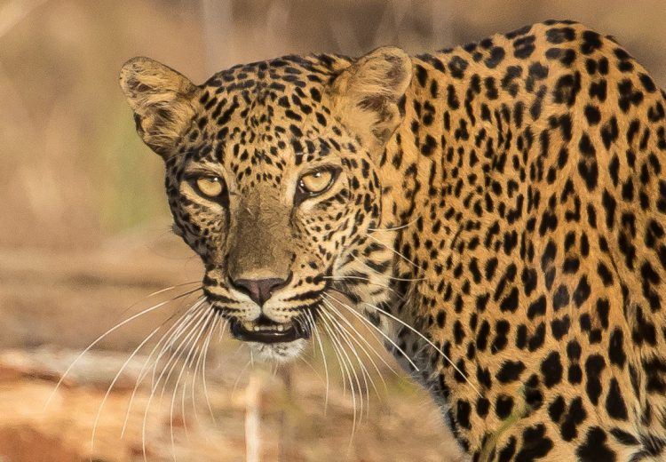 A wild leopard in Yala National Park, Sri Lanka