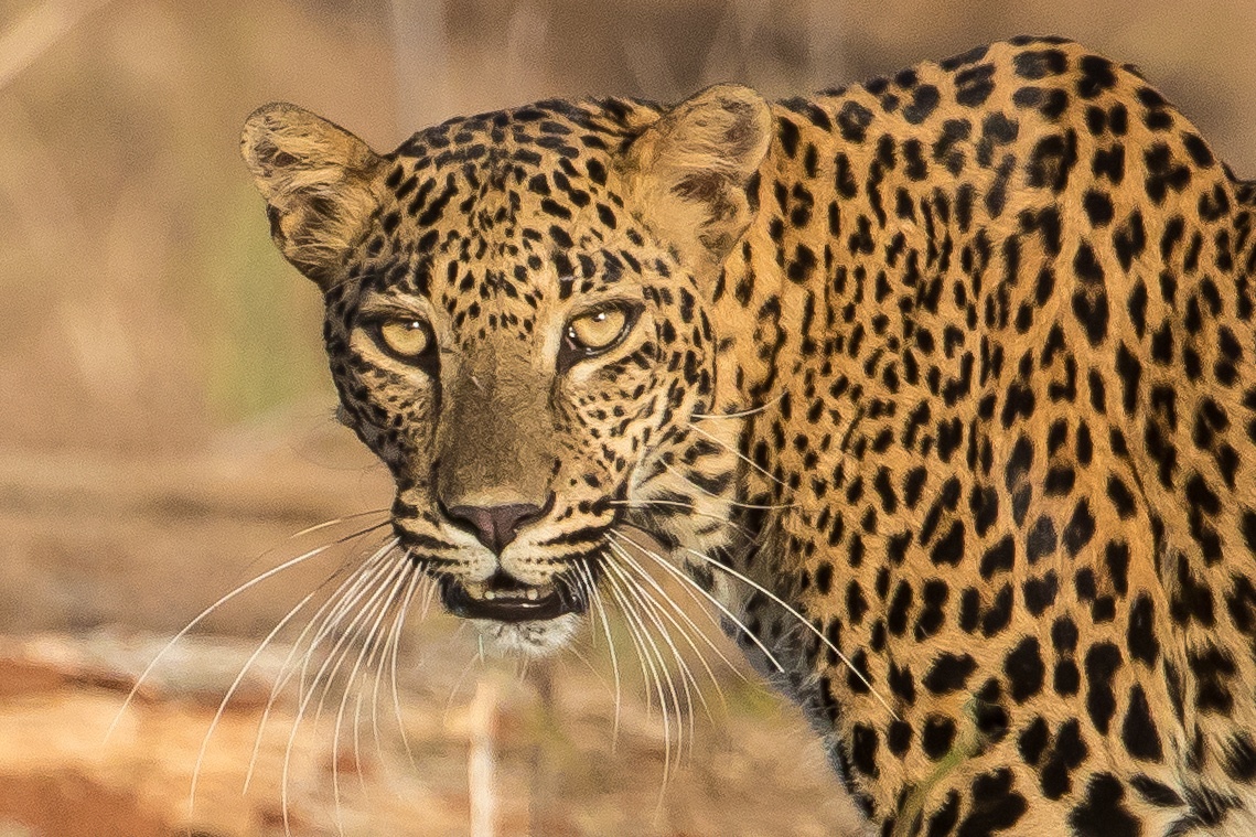 A wild leopard in Yala National Park, Sri Lanka