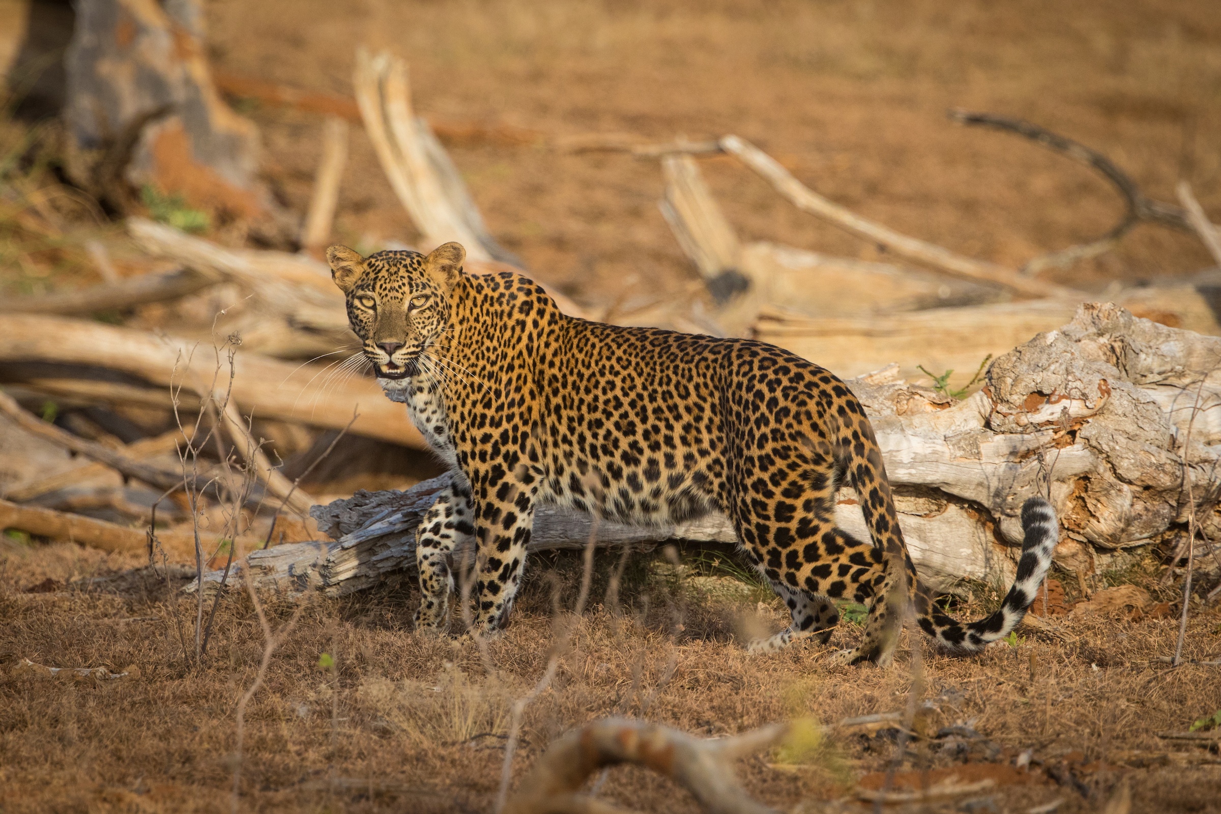 A female leopard wanders through fallen trees at Yala