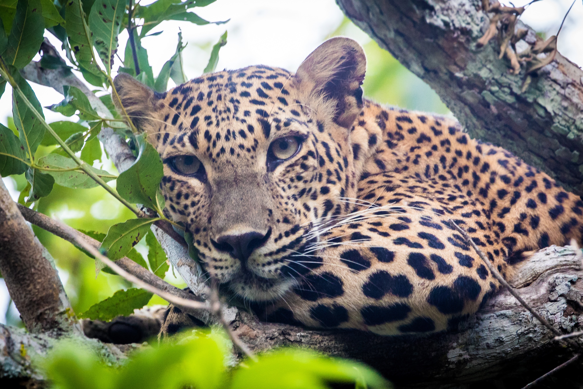 A sleeping leopard stares down from her tree in Yala