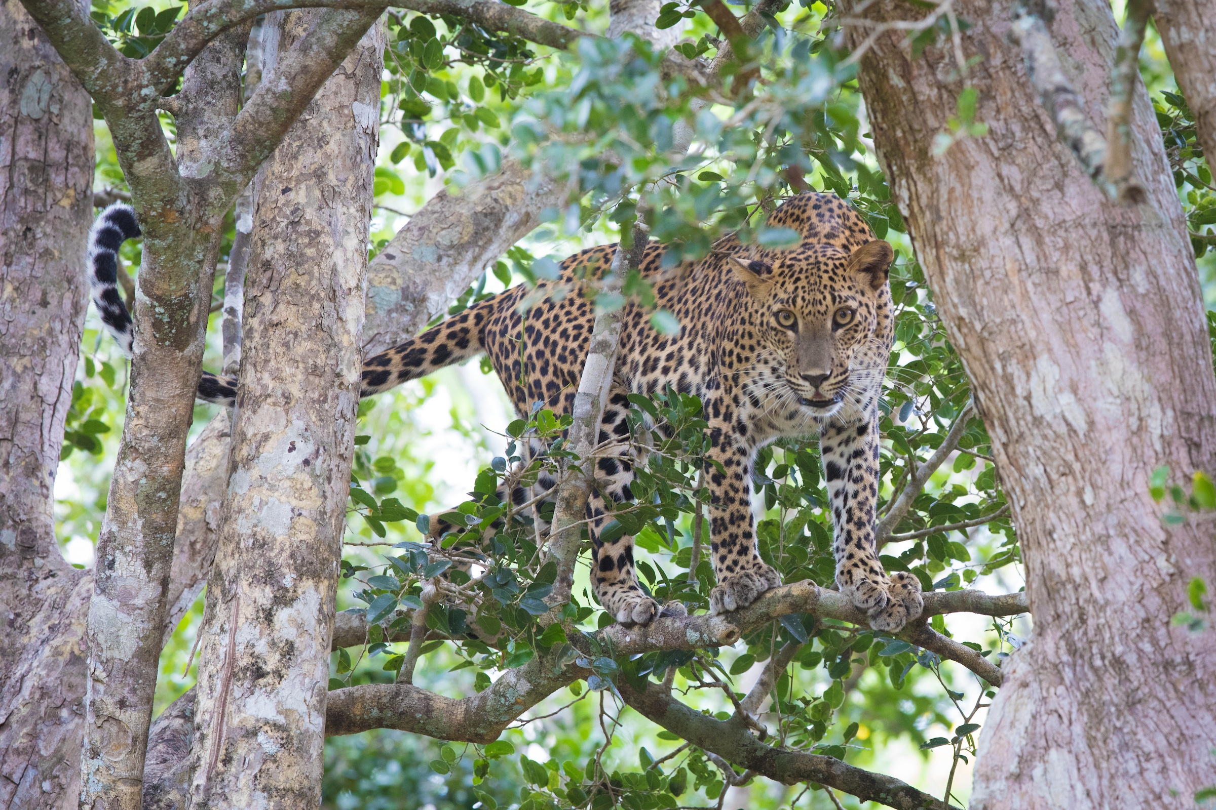 A leopard climbing through the trees of Yala
