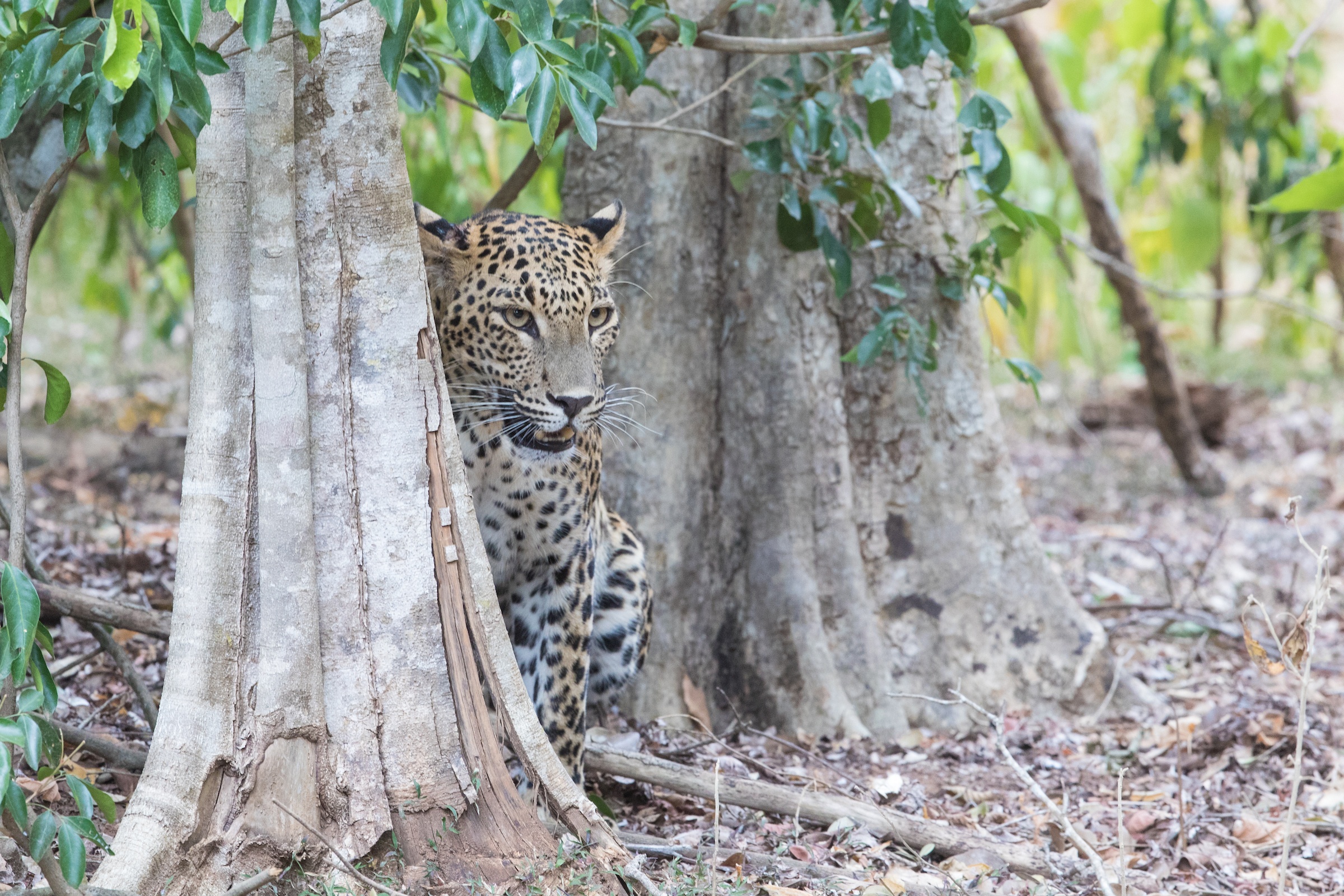 A leopard emerges from the trees in Yala