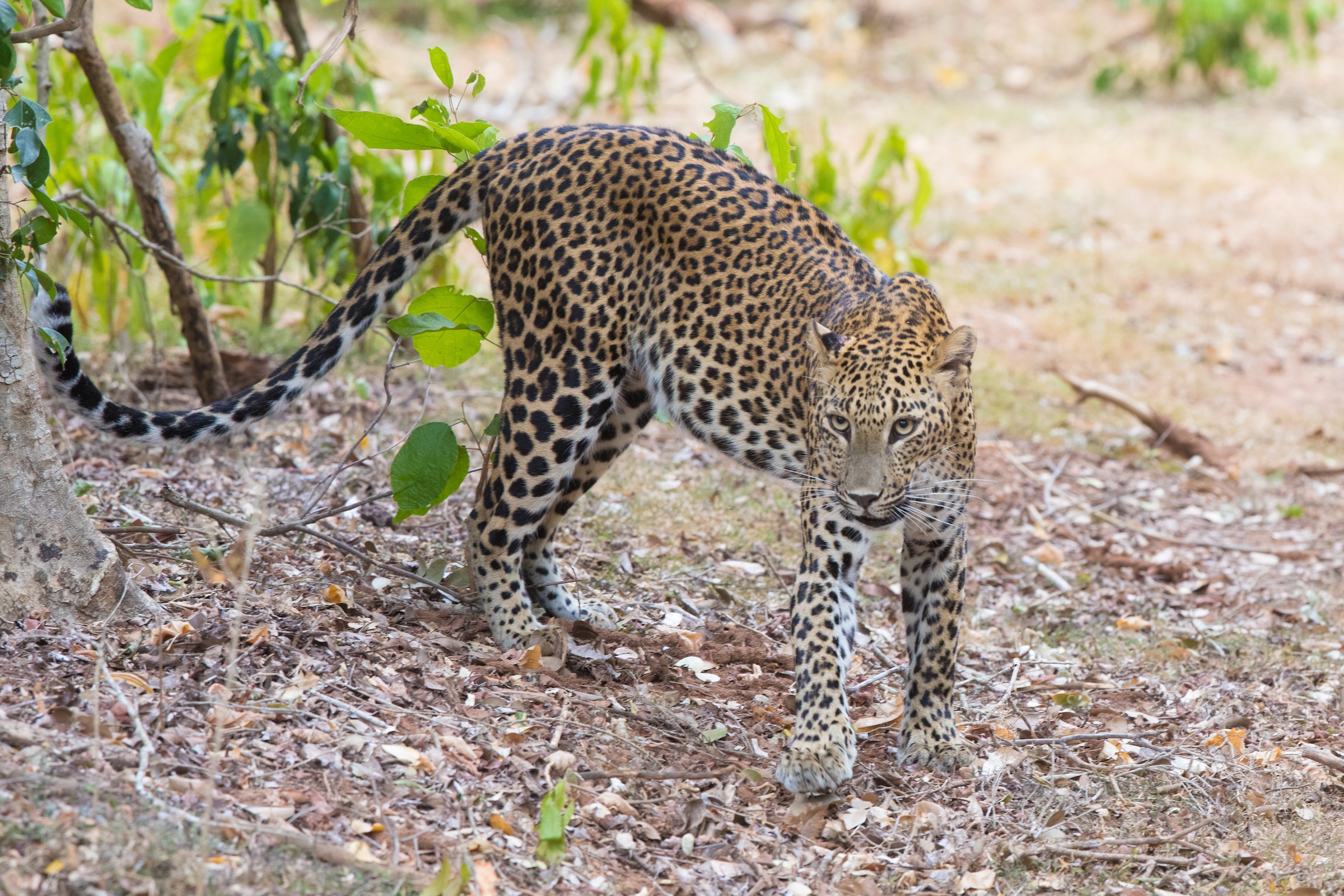 Leopards are the ultimate highlight of any Sri Lanka wildlife photography tour