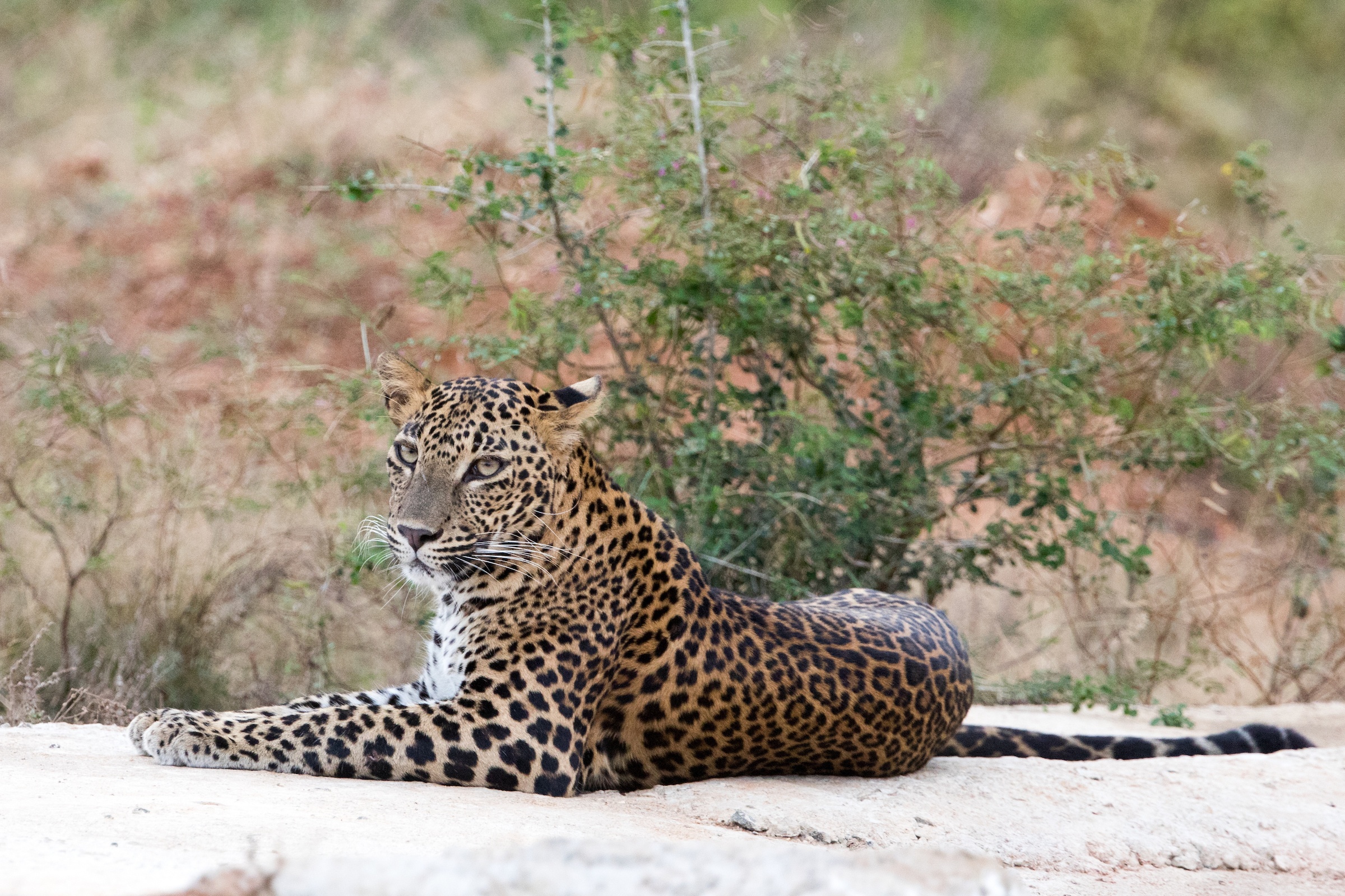 A leopard rests beside a pool in the late afternoon of Yala