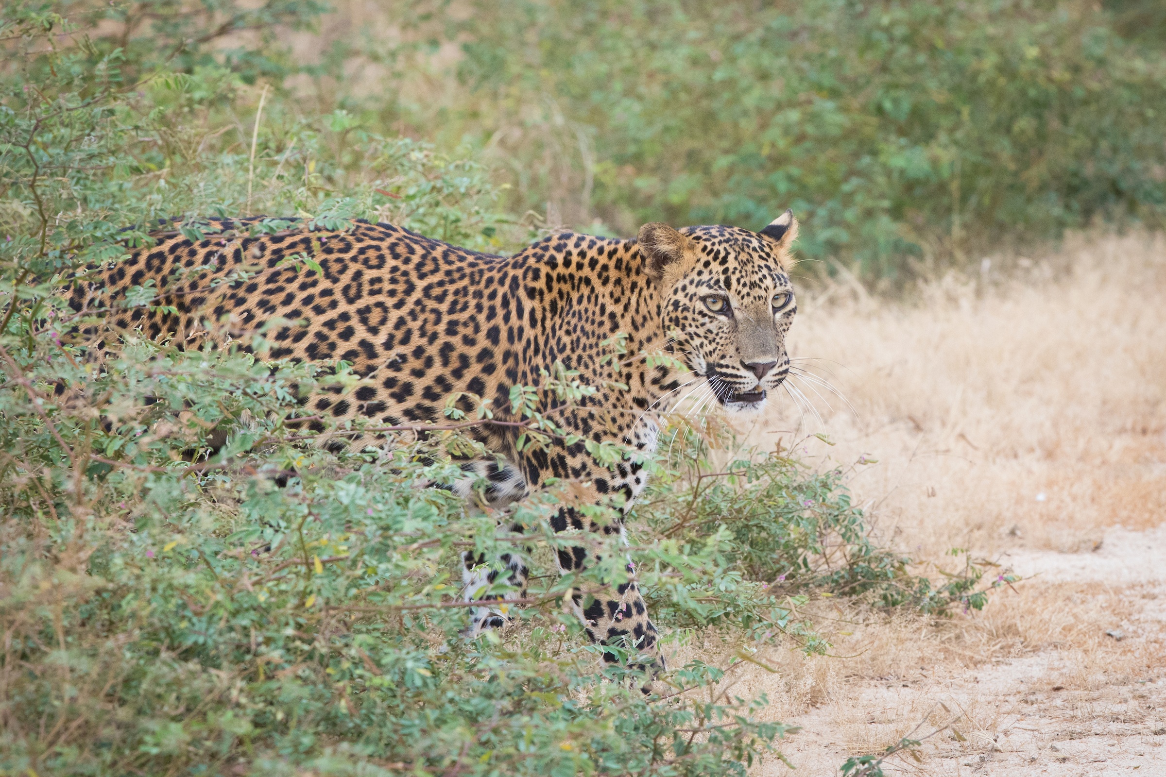A young female leopard emerges from the forest in Yala