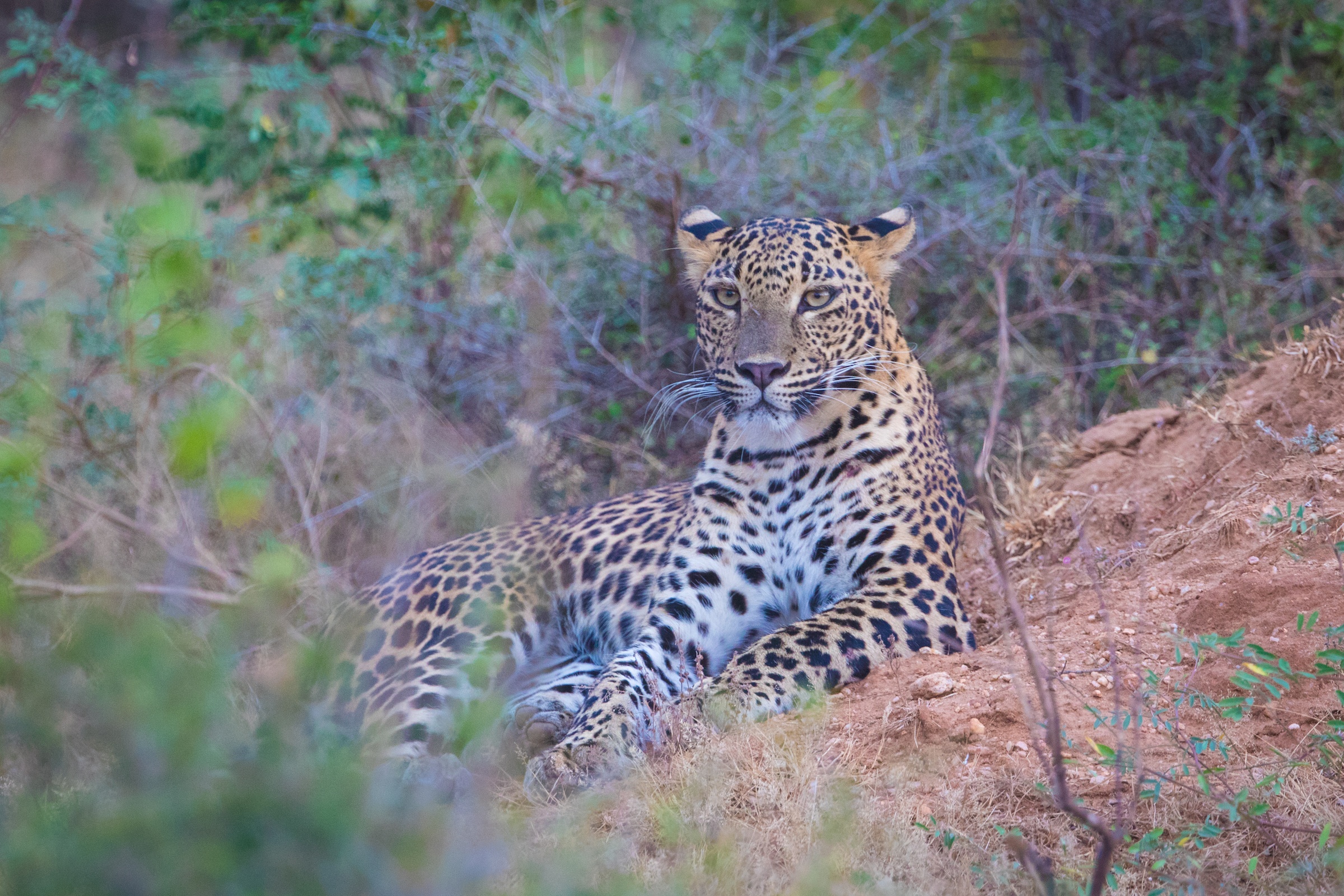 Leopard in Yala