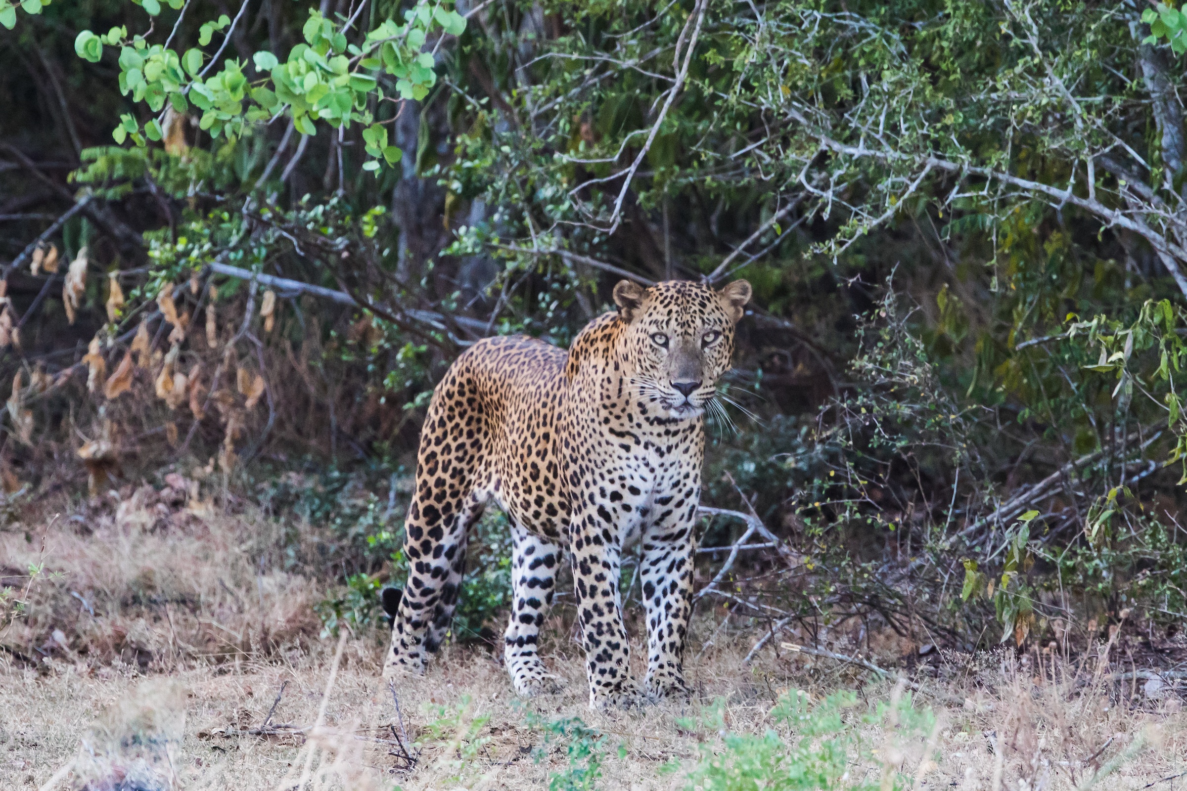 Male leopard in the forest at Yala