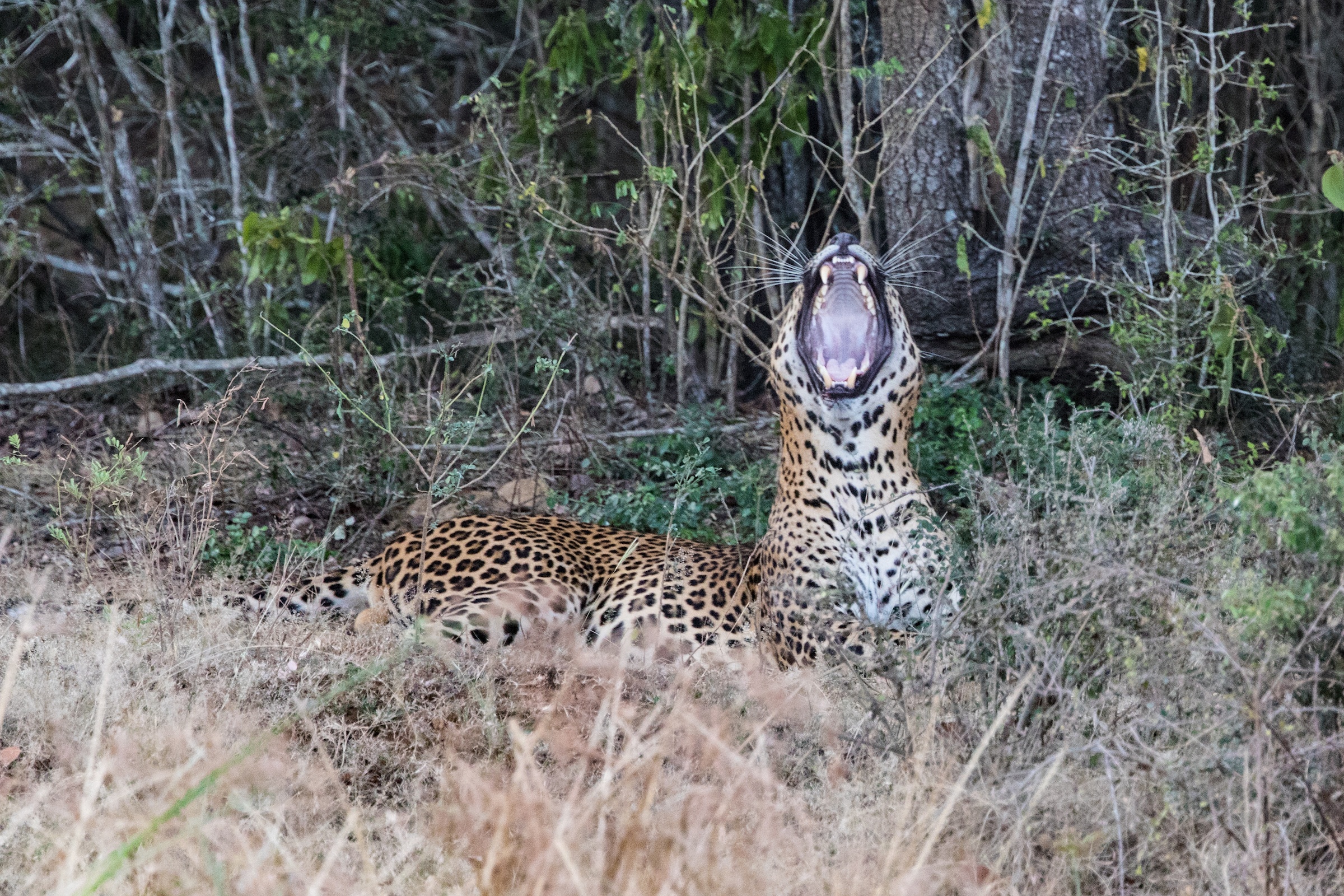 Leopard yawn in Yala