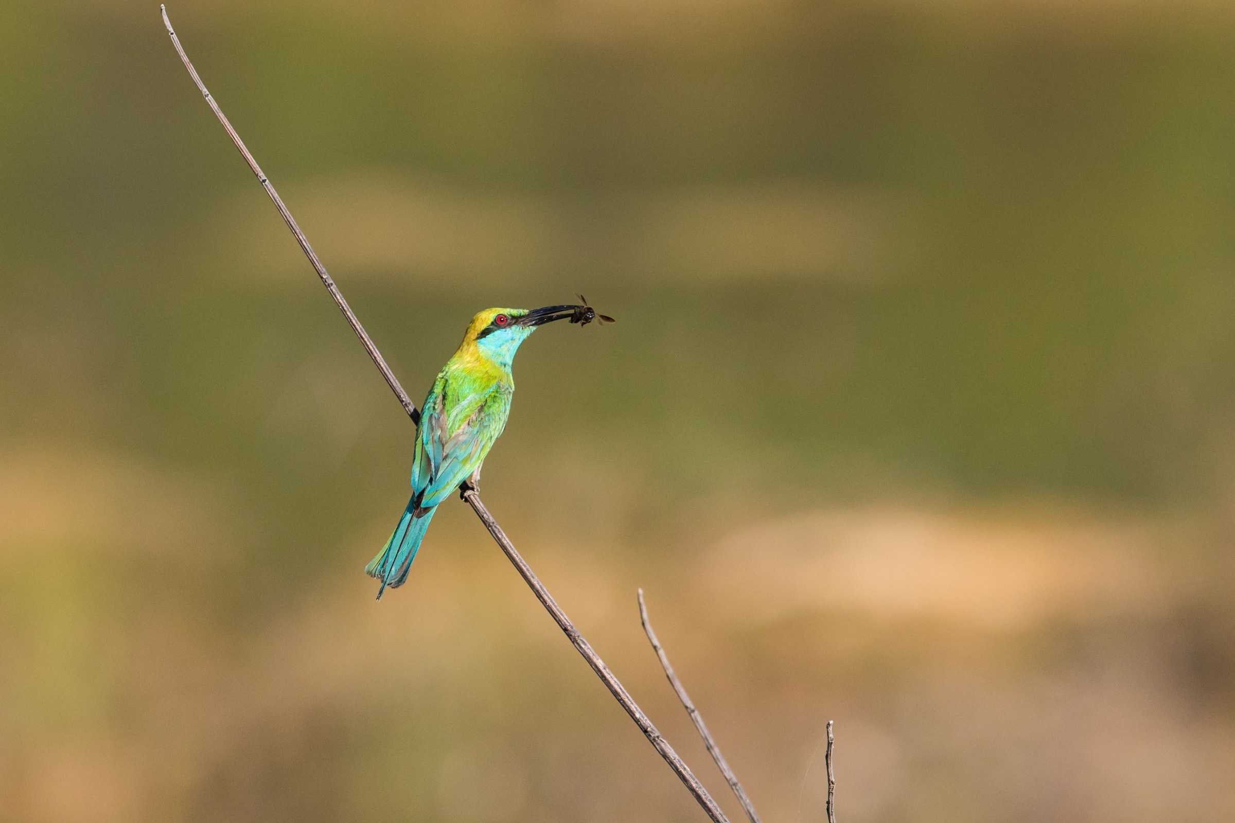 A Little Green Bee-eater eating lunch