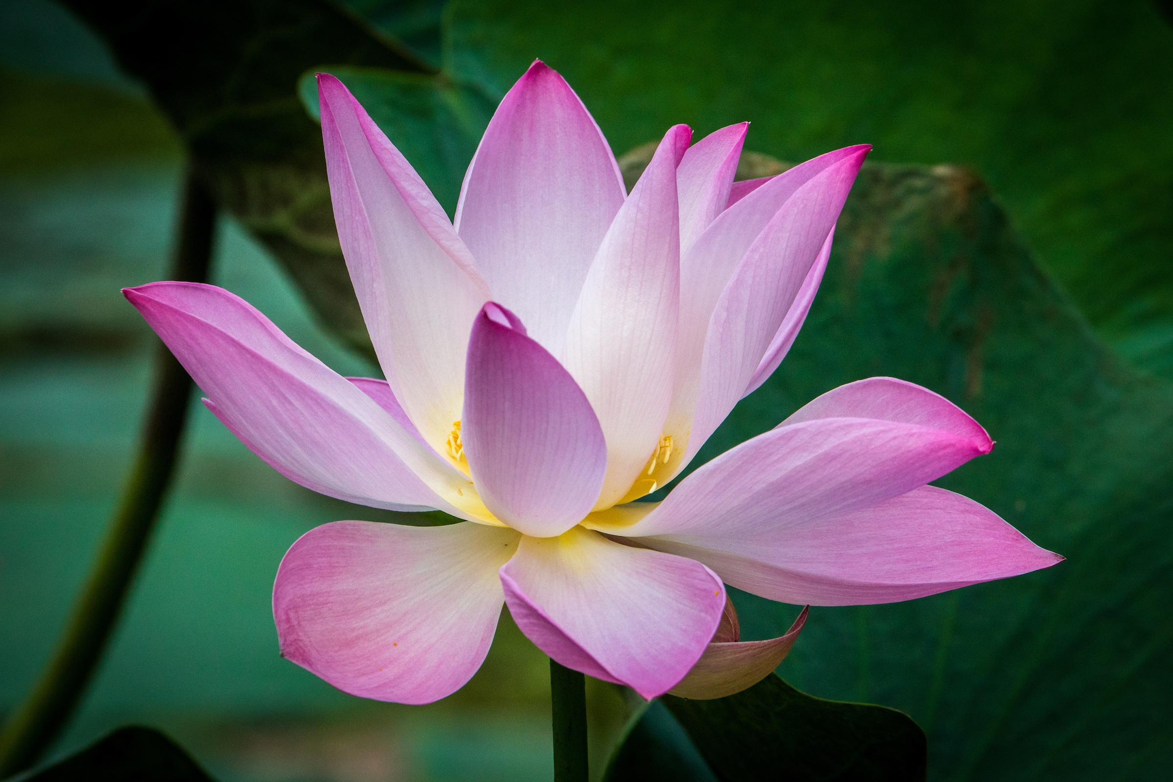 Pink Lotus in bloom