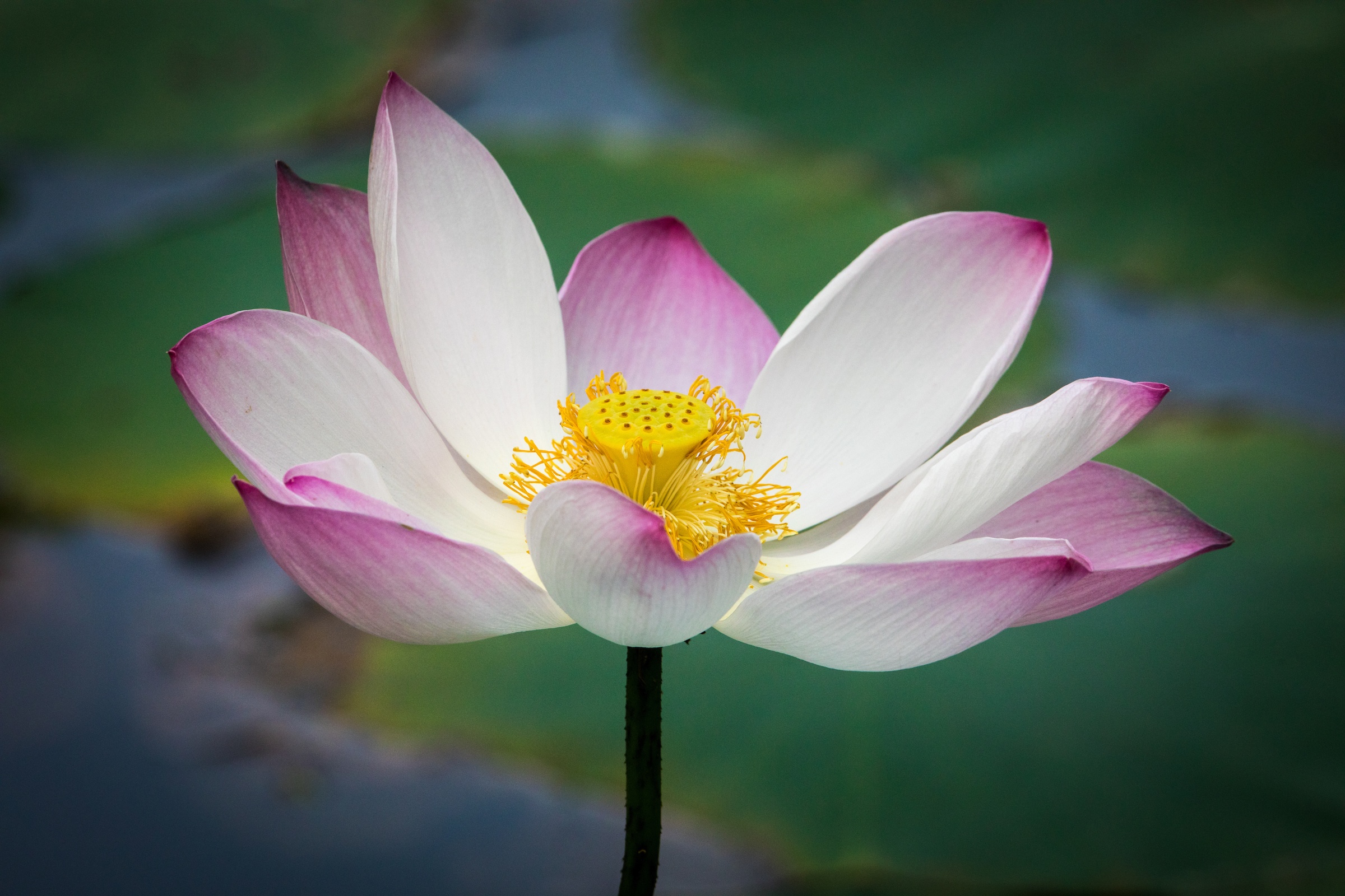 Open Lotus blossom near Sigiriya in Sri Lanka