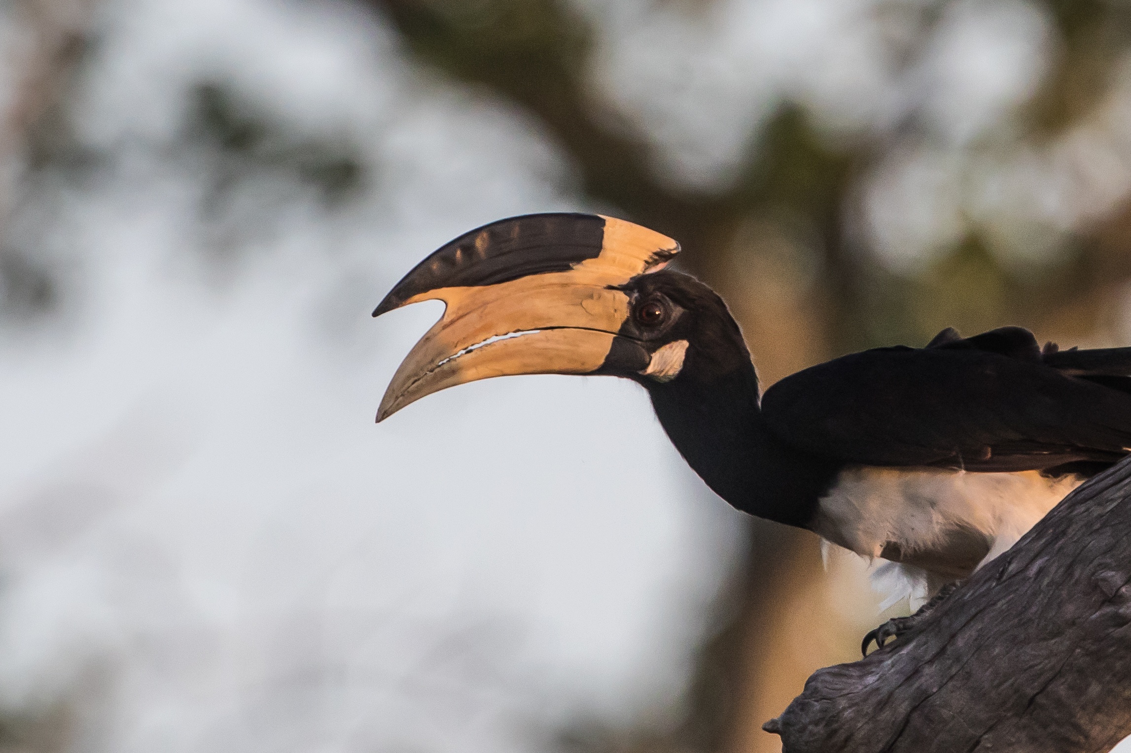 Shy Malabar Pied Hornbills are one of Sri Lanka's most charismatic birds