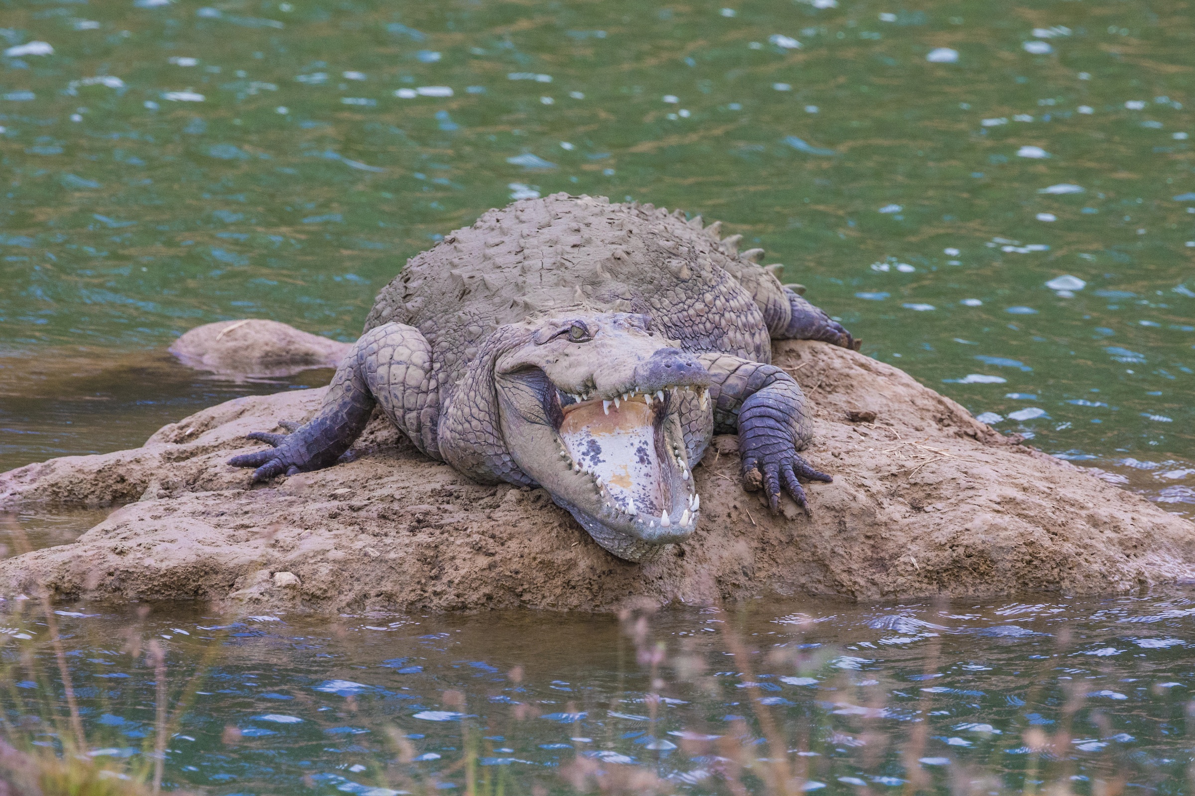 Mugger Crocodile with its mouth open in Yala