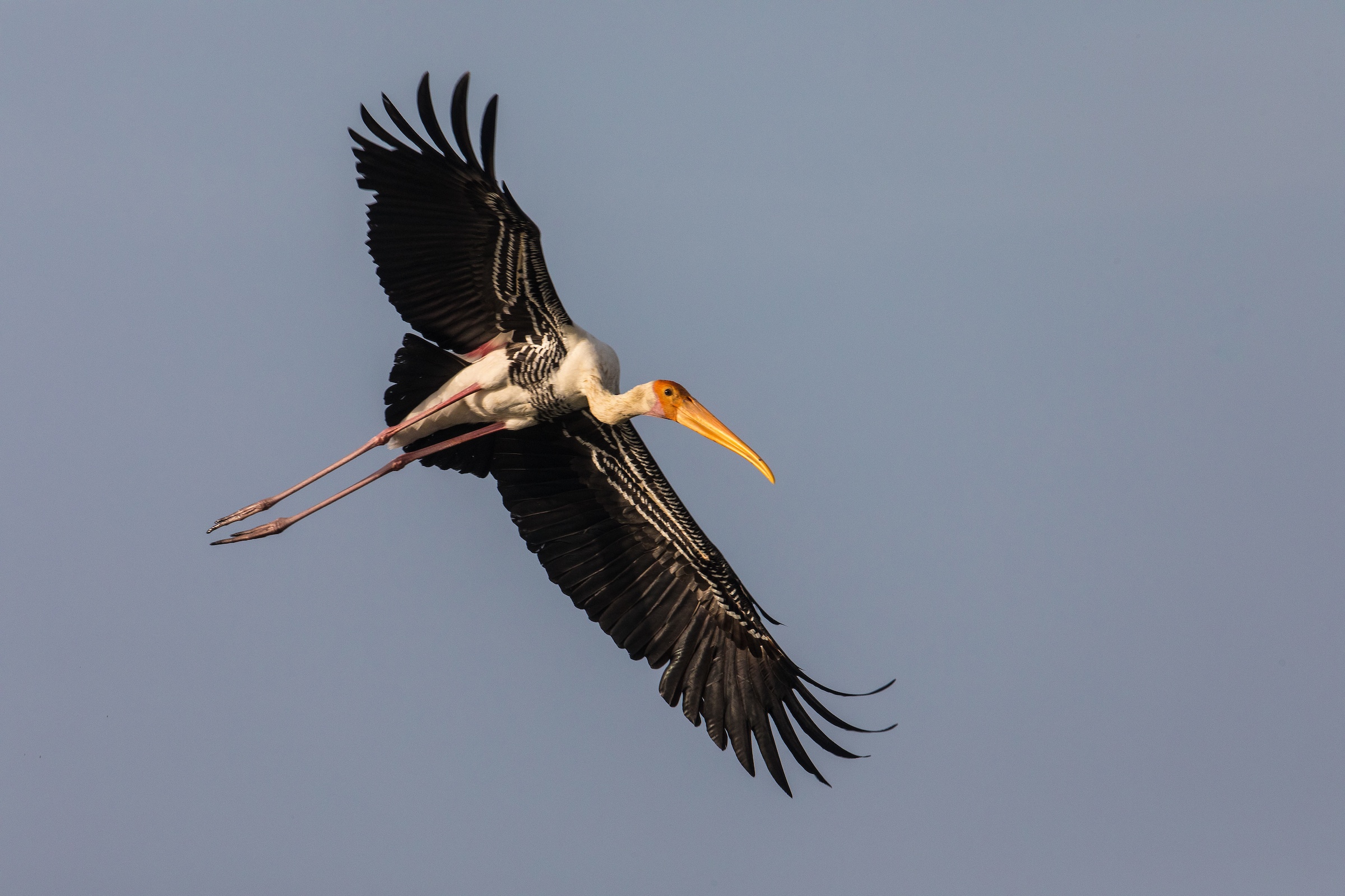 Painted Stork in flight near the wetlands of Yala