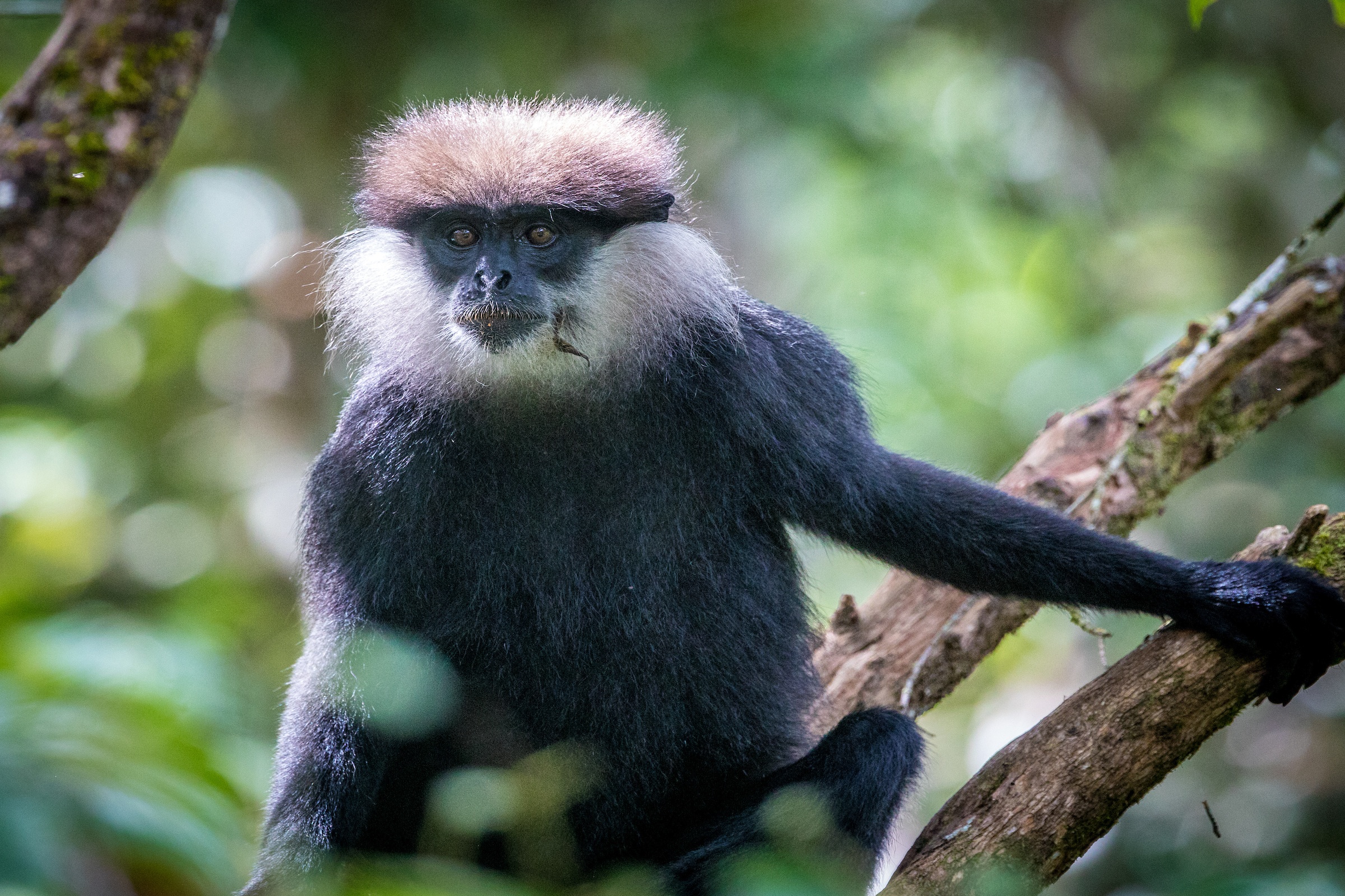 A Purple-faced Leaf Monkey in the forest canopy of Sinharaja